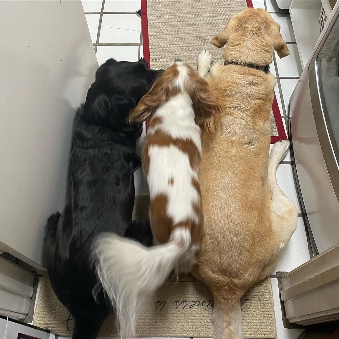 Harley and Pippa have welcomed Nash into their pack with open paws and it is the cutest sight. 

His humans are overjoyed too 🥰

Happy adoption day, Nash!