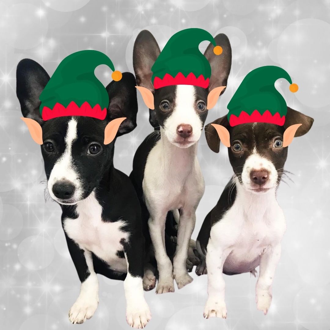 Do you have an animal lover on your holiday shopping list?  What would be better than giving them an amazing gift that also supports a cause close to their heart?  Check out some great gifts you can get that help support Morris Animal Refuge and the life-saving work we do, via the link on our bio!