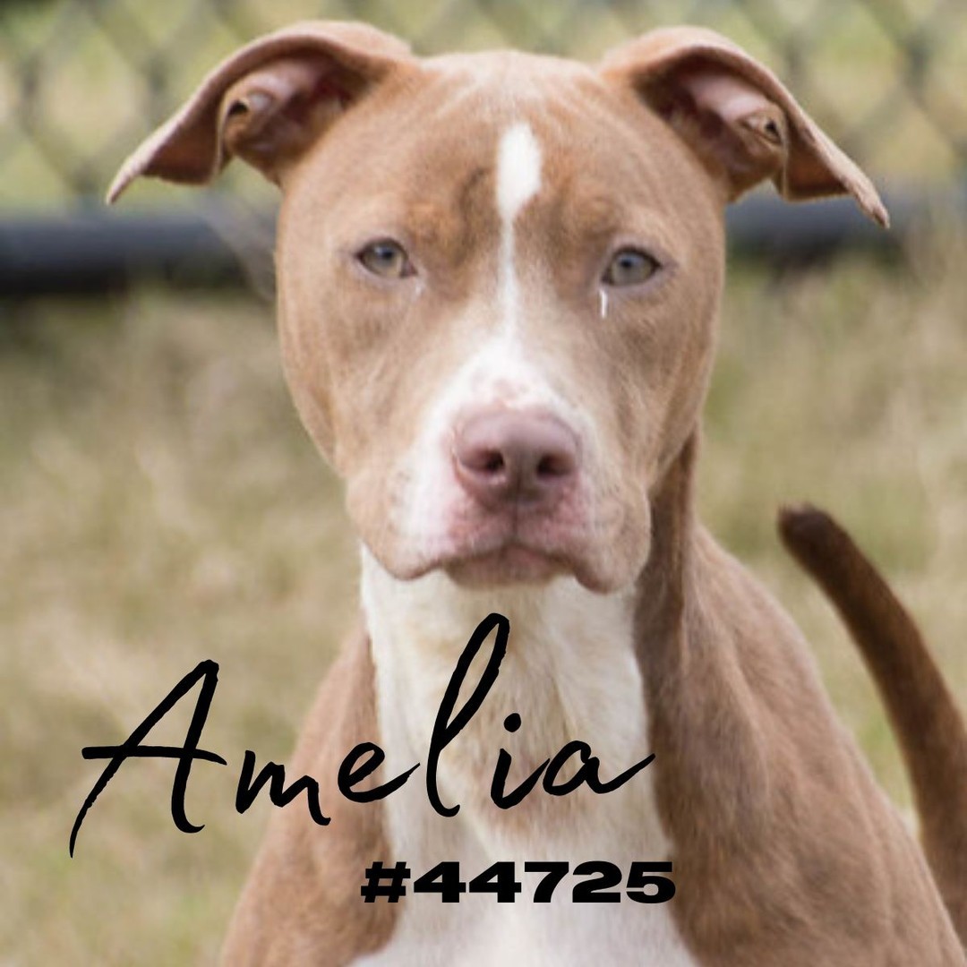 Amelia is a super sweet pitt mix that has been here 28 days so far. To visit with her you can visit us Tuesday - Sunday, 1PM - 5PM!