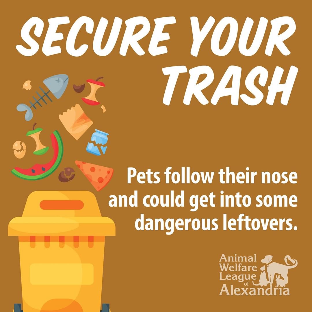 Help your pets have a a fun and safe Thanksgiving with these holiday tips! 

<a target='_blank' href='https://www.instagram.com/explore/tags/alexanimals/'>#alexanimals</a> <a target='_blank' href='https://www.instagram.com/explore/tags/thanksgiving/'>#thanksgiving</a> <a target='_blank' href='https://www.instagram.com/explore/tags/petsafety/'>#petsafety</a>