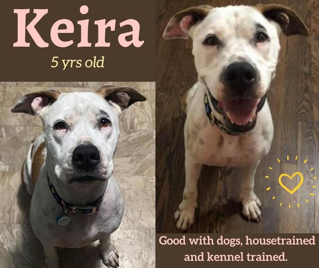 Hi! I'm Keira! 

I'm around 5 years old and 55 pounds and my foster mom says I'm the best dog ever. It only took a few days to completely come out of my shell and show all my personality. If it wasn't for her wanting to help other dogs, she would adopt me herself! 

I'm the most polite dog inside the house, I'm potty trained, kennel trained (even though I may whine for a few minutes) but I also do perfectly outside the kennel when left alone! I am super treat motivated and I take my treats very gently. 

I am a very light shedder and love to run and play in a backyard. My nose and curiosity can make walking on a leash a little more challenging but not too tough. I just love to sniff everything! In the house I listen to my foster mom perfectly. I am super smart and have good manners; I know my name, sit, off, and come. 

I sleep most the day and follow her around everywhere she goes. I love to give kisses and climb right on top of my human's lap! I will need a slow introduction to your other fur babies to make sure it is a good fit for everyone. I love to go for rides in the car! 

Apply at lucky13rescue.org to meet me! You can also find the adoption application here: https://www.shelterluv.com/matchme/adopt/LUCK/Dog

https://www.petfinder.com/dog/keira-53409767/mo/kansas-city/lucky-13-rescue-inc-mo689/