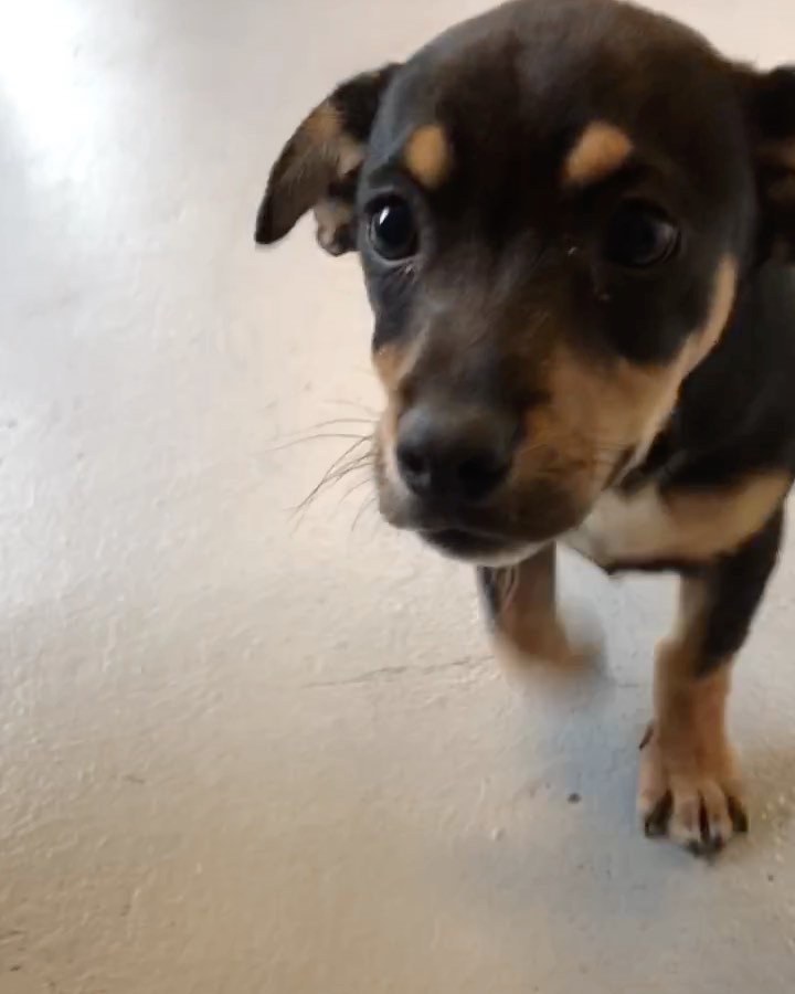 🚨 PUPPY ALERT! 🚨
MEET JAMESON! 🧡

Jameson is the SWEETEST little 8 week old, Male, Dachshund/Beagle Mix. 

He loves to voice around with his foster family. Is great with kids and other dogs and just wants to playyyyy. 

Apply to adopt Jameson on our website:

📮 WagmorPets.org/Adoption

🧡 <a target='_blank' href='https://www.instagram.com/explore/tags/blackfriday/'>#blackfriday</a> <a target='_blank' href='https://www.instagram.com/explore/tags/puppies/'>#puppies</a> <a target='_blank' href='https://www.instagram.com/explore/tags/puppyplay/'>#puppyplay</a> <a target='_blank' href='https://www.instagram.com/explore/tags/puppiesofinstagrsm/'>#puppiesofinstagrsm</a> <a target='_blank' href='https://www.instagram.com/explore/tags/doxiepuppies/'>#doxiepuppies</a> <a target='_blank' href='https://www.instagram.com/explore/tags/wagmorpets/'>#wagmorpets</a> 🧡