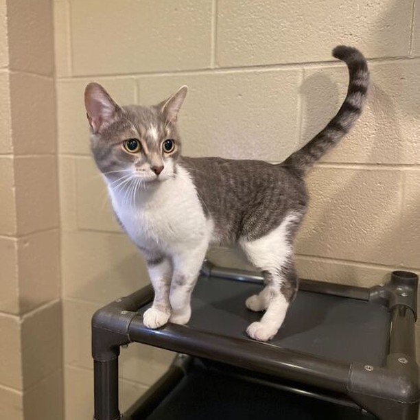 Meet our trusty Dusty! Dusty is an 8 year-old male cat. This lover boy has been with us since mid-September. He came into CHS as a friendly stray. Dusty is a chatterbox, chirping at the staff to make sure he is the first one fed! He loves attention and will thank you for yours by gently nudging against your hands, arms, and face. Dusty is the perfect and handsome addition your home needs! He is neutered, up to date on vaccines, microchipped, and negative for FIV and FeLV. CHS is open 12-6 pm Tuesday through Saturday. Adoptions stop at 5:30 pm.