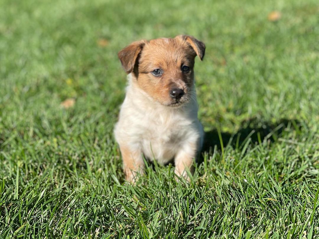 These 10 pups were born after their mom was found in an area known for stray and unwanted dogs. Once captures it was quickly realized she was pregnant. She later gave birth to 10 puppies who are all ready for their forever homes. These babes look nothing like their 15 pound mommy. If we hadn’t been there when she gave birth we would not believe she was the mommy. Guess on their breed is Terrier and maybe some Cattle dog or Corgie with a little Jack Russel thrown in for good measure. Estimated weight is around 25 pounds give or take a few lbs. They have been raised with other dogs and  school aged children and do great with everyone they meet. We will be looking for families that are ready for all the normal puppy antics and are dedicated to training so their new fur baby can be the best dog it can. If you would like to be considered for one of these pups please send us an application right away. When we have received enough applications for our adoptions counselors to assess we will put the pups on hold so if you do not see them as available on our website it is because we are no longer accepting apps for them. 
<a target='_blank' href='https://www.instagram.com/explore/tags/jakeswishrescue/'>#jakeswishrescue</a> <a target='_blank' href='https://www.instagram.com/explore/tags/terriermix/'>#terriermix</a> <a target='_blank' href='https://www.instagram.com/explore/tags/aussiesofinstagram/'>#aussiesofinstagram</a> <a target='_blank' href='https://www.instagram.com/explore/tags/cattledog/'>#cattledog</a>