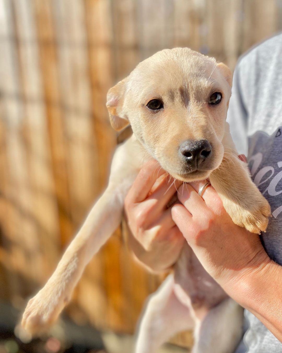 We rescued Yucca and his three siblings from a flower shop in Tijuana. They lived outside their shop for their whole lives, until one of our friends brought them to our attention. They’re now fully vaccinated and looking for their furever homes!

Yucca is a little shy for the first minute that he meets you. Then almost immediately he becomes so loving sweet, and playful. He loves to jump and frolic and play!

We think these pups are mixes of lab and possibly vizsla, pitty, or Shepherd. Whatever they are, they are unbelievably sweet and adorable. We think they’ll grow to be 40-50 pounds.

Please apply for Yucca through our website: pupswithoutborders.org

<a target='_blank' href='https://www.instagram.com/explore/tags/adoptdontshop/'>#adoptdontshop</a> <a target='_blank' href='https://www.instagram.com/explore/tags/adoptme/'>#adoptme</a> <a target='_blank' href='https://www.instagram.com/explore/tags/puppies/'>#puppies</a> <a target='_blank' href='https://www.instagram.com/explore/tags/dog/'>#dog</a> <a target='_blank' href='https://www.instagram.com/explore/tags/dogsofinstagram/'>#dogsofinstagram</a> <a target='_blank' href='https://www.instagram.com/explore/tags/rescuedogsofinstagram/'>#rescuedogsofinstagram</a> <a target='_blank' href='https://www.instagram.com/explore/tags/puppiesofinstagram/'>#puppiesofinstagram</a> <a target='_blank' href='https://www.instagram.com/explore/tags/puppy/'>#puppy</a> <a target='_blank' href='https://www.instagram.com/explore/tags/losangeles/'>#losangeles</a>