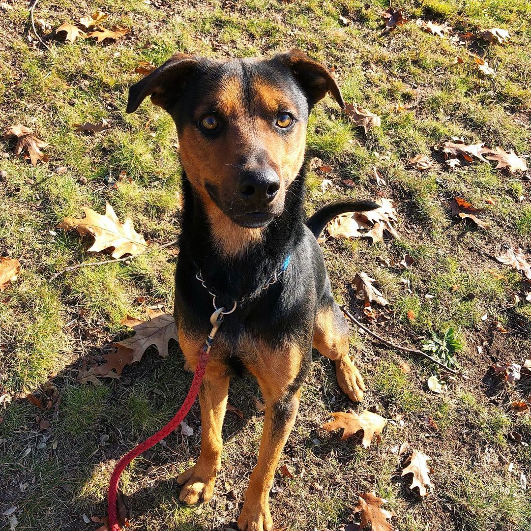 Happy sideways <a target='_blank' href='https://www.instagram.com/explore/tags/TongueOutTuesday/'>#TongueOutTuesday</a> from adoptable Cal 😜 <a target='_blank' href='https://www.instagram.com/explore/tags/Cal/'>#Cal</a> is a high energy one-year old <a target='_blank' href='https://www.instagram.com/explore/tags/shepherdmix/'>#shepherdmix</a>. He’s very affectionate and friendly but does need some training. <a target='_blank' href='https://www.instagram.com/explore/tags/adoptme/'>#adoptme</a> <a target='_blank' href='https://www.instagram.com/explore/tags/calthedog/'>#calthedog</a> <a target='_blank' href='https://www.instagram.com/explore/tags/newhavenanimalshelter/'>#newhavenanimalshelter</a>