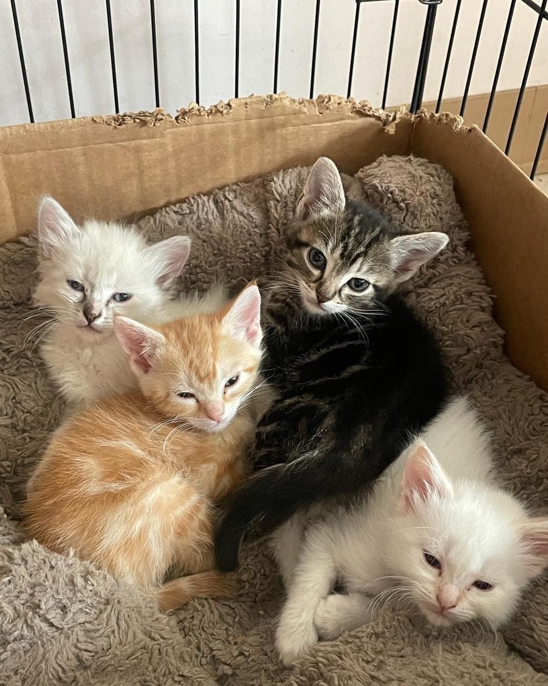 We want to thank Lu Boren’s Veterinary Science Class at Escalante Middle School for fostering a mama cat and her four babies! Students have been helping to carry out badic care, doing daily health and behavioral observations, tracking weights, and administering vaccines and medication 🐱 

This is a wonderful opportunity for students to learn about animal welfare and we are so grateful for their help with this litter! 

<a target='_blank' href='https://www.instagram.com/explore/tags/lpchs/'>#lpchs</a> <a target='_blank' href='https://www.instagram.com/explore/tags/animalwelfare/'>#animalwelfare</a> <a target='_blank' href='https://www.instagram.com/explore/tags/fosteranimals/'>#fosteranimals</a> <a target='_blank' href='https://www.instagram.com/explore/tags/mamacat/'>#mamacat</a> <a target='_blank' href='https://www.instagram.com/explore/tags/veterinaryscience/'>#veterinaryscience</a>