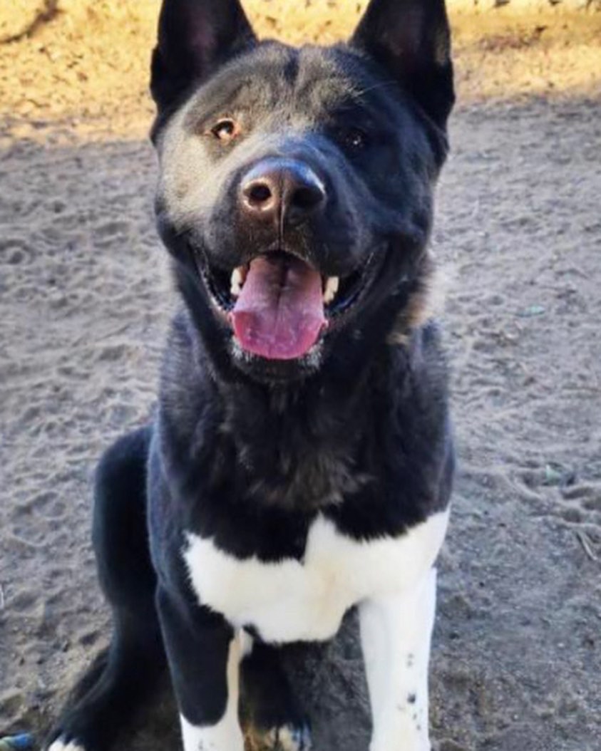 💙Poor Zander was turned in at the night drop at the Yucca Valley shelter. He weighs about 85lbs.  He plays 