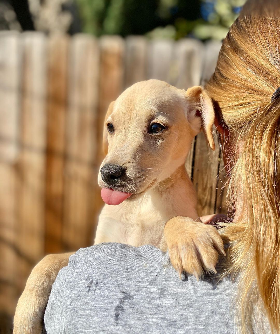 We rescued Agave and her three siblings from a flower shop in Tijuana. They lived outside their shop for their whole lives, until one of our friends brought them to our attention. They’re now fully vaccinated and looking for their furever homes!

Agave is super silly and playful! She loves to run around, play with leaves and other dogs, and give tons of kisses. She’s very sweet and affectionate.

We think these pups are mixes of lab and possibly vizsla, pitty, or Shepherd. Whatever they are, they are unbelievably sweet and adorable. We think they’ll grow to be 40-50 pounds.

Please apply for Agave through our website: pupswithoutborders.org

<a target='_blank' href='https://www.instagram.com/explore/tags/adoptdontshop/'>#adoptdontshop</a> <a target='_blank' href='https://www.instagram.com/explore/tags/adoptme/'>#adoptme</a> <a target='_blank' href='https://www.instagram.com/explore/tags/puppies/'>#puppies</a> <a target='_blank' href='https://www.instagram.com/explore/tags/dog/'>#dog</a> <a target='_blank' href='https://www.instagram.com/explore/tags/dogs/'>#dogs</a> <a target='_blank' href='https://www.instagram.com/explore/tags/rescuedog/'>#rescuedog</a> <a target='_blank' href='https://www.instagram.com/explore/tags/rescuedogsofinstagram/'>#rescuedogsofinstagram</a> <a target='_blank' href='https://www.instagram.com/explore/tags/puppiesofinstagram/'>#puppiesofinstagram</a> <a target='_blank' href='https://www.instagram.com/explore/tags/puppy/'>#puppy</a> <a target='_blank' href='https://www.instagram.com/explore/tags/doglover/'>#doglover</a> <a target='_blank' href='https://www.instagram.com/explore/tags/nonprofit/'>#nonprofit</a>