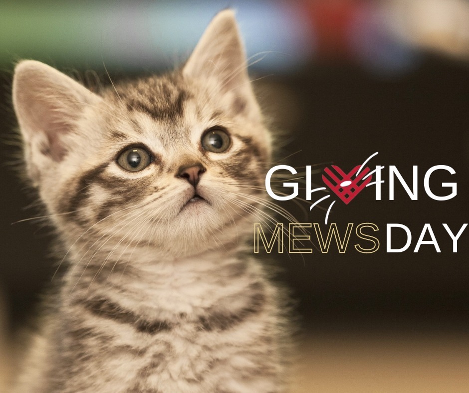 Tune in to our page Nov. 30 for our annual Giving Tuesday: it's the animals' BIG DAY! (we've asked the kittens if they're willing to livestream with us all day - they're checking their schedules 😸) 

Want to help us fundraise for the animals on Tuesday? You can now create your own fundraiser on Instagram! Get ready to post a photo like normal, but when you reach the caption step, click 