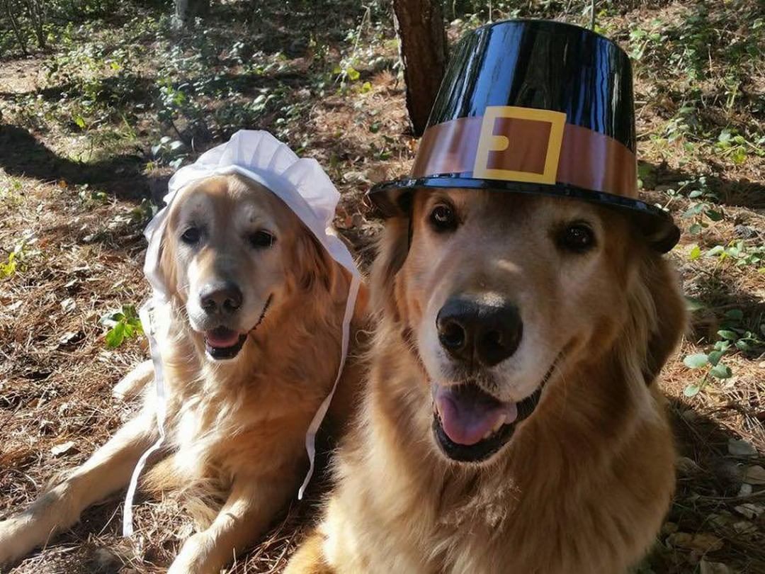 Happy Thanksgiving to from all of us at ADOPT! We are very thankful for your generous support to help us save more furbabies lives 💚🙏🏽

 <a target='_blank' href='https://www.instagram.com/explore/tags/thanksgiving/'>#thanksgiving</a> <a target='_blank' href='https://www.instagram.com/explore/tags/thanksgivingdinner/'>#thanksgivingdinner</a> <a target='_blank' href='https://www.instagram.com/explore/tags/thankful/'>#thankful</a> <a target='_blank' href='https://www.instagram.com/explore/tags/adoptdontshop/'>#adoptdontshop</a> <a target='_blank' href='https://www.instagram.com/explore/tags/dogthanksgiving/'>#dogthanksgiving</a> <a target='_blank' href='https://www.instagram.com/explore/tags/thanksgivingdog/'>#thanksgivingdog</a>