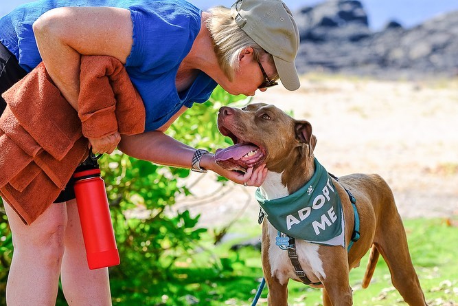 Certified GoodBoy™️ Brembo has a lot of us scratching our heads and wondering… 💭why hasn’t he been adopted yet?!! 🤔

Brembo is a friendly, happy guy who loves everyone he meets. He has previously lived with other dogs and has gotten along with the dogs at the shelter. He thinks car rides and adventures are the best and can’t wait to be your best friend.

Thanks to @chadegoddard who spent the day with Brembo (<a target='_blank' href='https://www.instagram.com/explore/tags/FieldTripsForShelterDogs/'>#FieldTripsForShelterDogs</a>) and captured these gorgeous photos of this handsome boy.

To learn more about Brembo, click on <a target='_blank' href='https://www.instagram.com/explore/tags/AdoptBremboHIHS/'>#AdoptBremboHIHS</a> or visit hihs.org. To make this kiddo yours, submit an application at hihs.org TODAY!

<a target='_blank' href='https://www.instagram.com/explore/tags/hawaii/'>#hawaii</a> <a target='_blank' href='https://www.instagram.com/explore/tags/adventuredog/'>#adventuredog</a> <a target='_blank' href='https://www.instagram.com/explore/tags/gooddog/'>#gooddog</a> <a target='_blank' href='https://www.instagram.com/explore/tags/hawaiidog/'>#hawaiidog</a> <a target='_blank' href='https://www.instagram.com/explore/tags/pibble/'>#pibble</a> <a target='_blank' href='https://www.instagram.com/explore/tags/pibblesofinstagram/'>#pibblesofinstagram</a> <a target='_blank' href='https://www.instagram.com/explore/tags/pittienation/'>#pittienation</a> <a target='_blank' href='https://www.instagram.com/explore/tags/shelterdog/'>#shelterdog</a> <a target='_blank' href='https://www.instagram.com/explore/tags/shelterdogsofinstagram/'>#shelterdogsofinstagram</a>