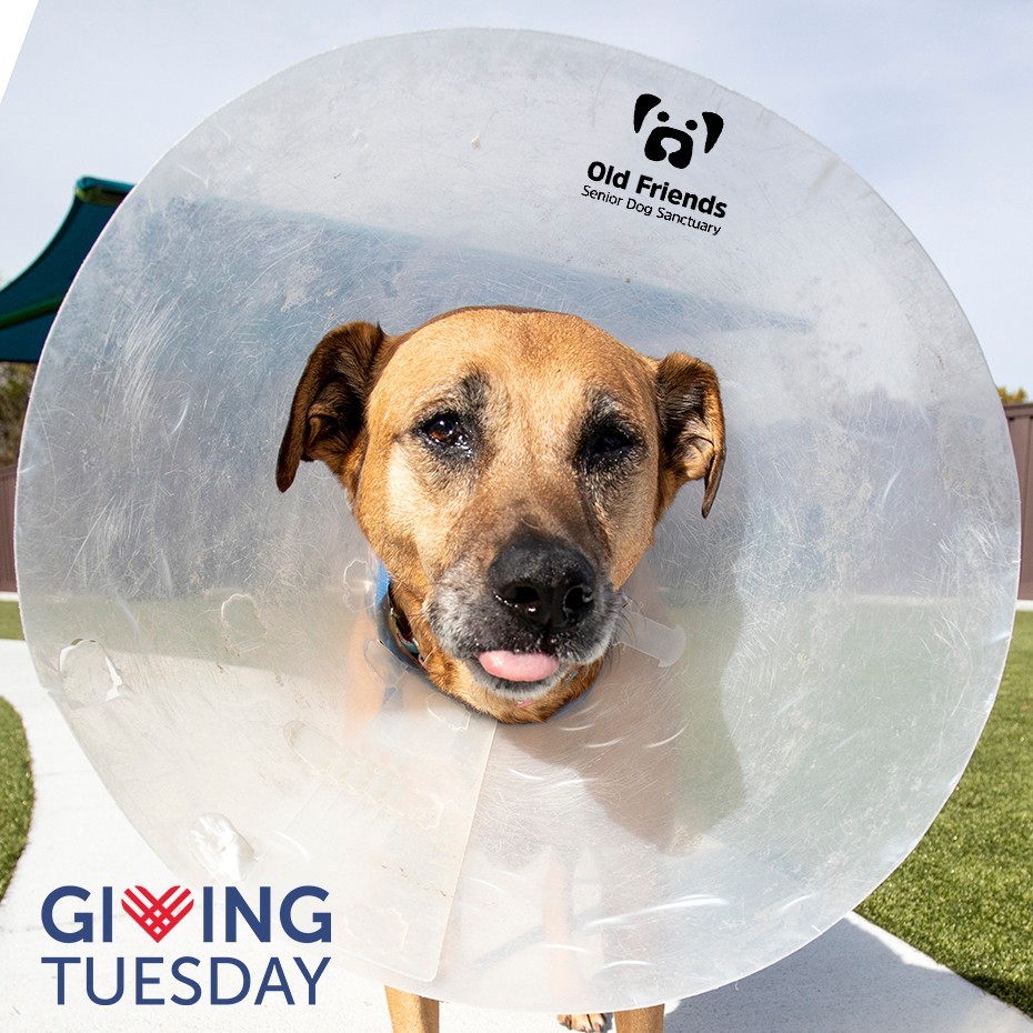 Shasta is sticking her tongue out at having to wear a cone. We get it; it's not fun! However, Shasta has had an eye infection that we are trying to help her overcome, and she unfortunately must wear a traditional e-collar as her determination to get to her eye is too great for a soft cone to combat. It's okay, Shasta -  you still look beautiful and hopefully you won't need to wear it much longer! <a target='_blank' href='https://www.instagram.com/explore/tags/OFSDS/'>#OFSDS</a> <a target='_blank' href='https://www.instagram.com/explore/tags/OFSDSShasta/'>#OFSDSShasta</a> <a target='_blank' href='https://www.instagram.com/explore/tags/SeniorDogs/'>#SeniorDogs</a> 

GivingTuesday is on Tuesday, November 30, and is a global generosity movement! GivingTuesday.org