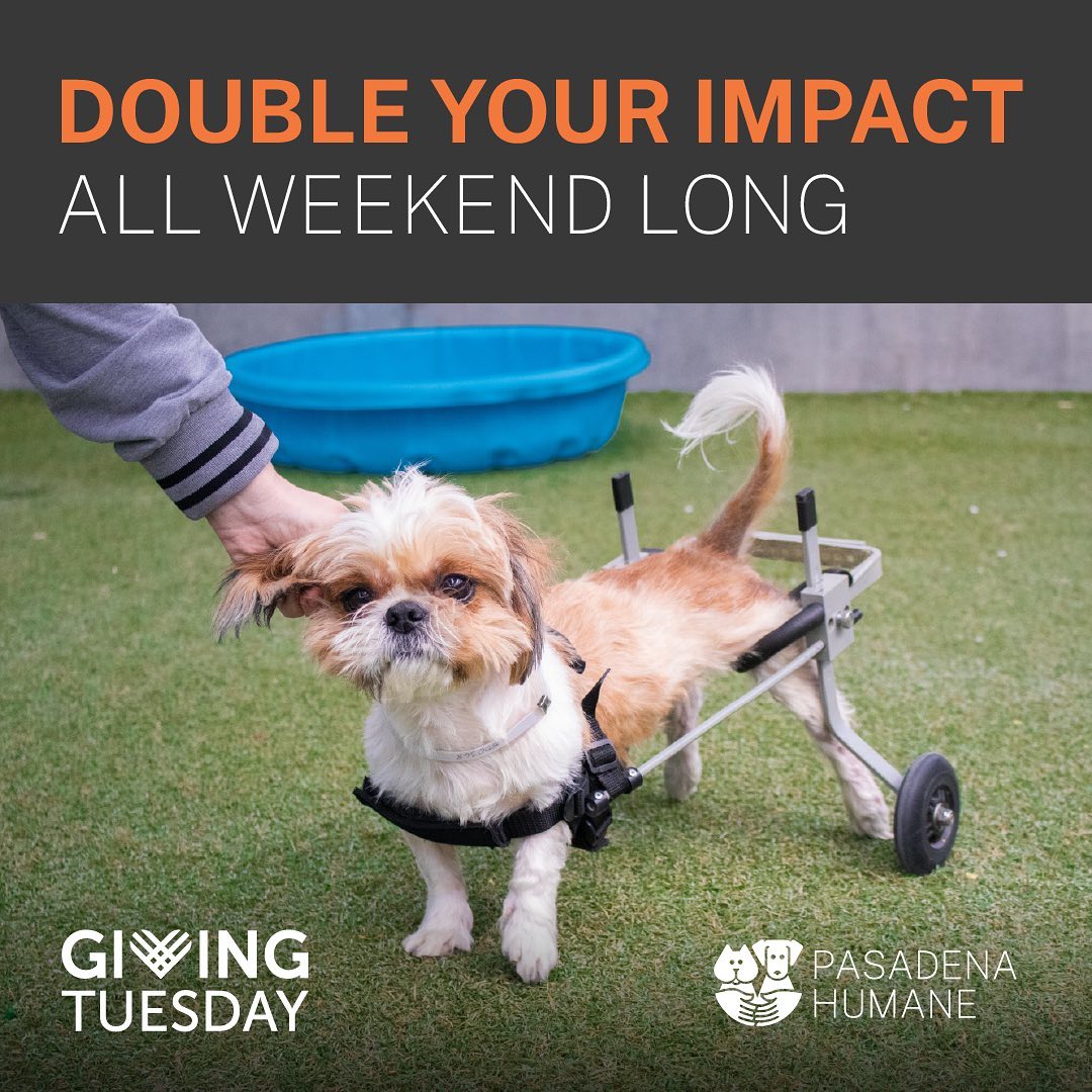 DOUBLE YOUR IMPACT FOR GIVING TUESDAY ALL WEEKEND LONG!
Chad arrived at Pasadena Humane after suffering a traumatic injury. Due to damage to his spine, he was unable to walk or use his hind legs, dragging them along as he moved around. Our veterinary team suspected he had been hit by a vehicle. The poor boy was scared, in pain, and extremely wary of humans. He would often become overwhelmed and lash out during attempts to treat him. 

Our team worked patiently with Chad, moving at his pace and allowing him to slowly become more comfortable around people. After a lot of hard work, time and love, he was trusting enough to allow our team to fit him for a wheelchair. Soon, he had blossomed into a happy, loving dog, seeking attention from our staff and running playfully through the halls of the shelter on his new wheels.

This Giving Tuesday weekend, you can double your impact for animals like Chad. Thanks to our generous donor, Joan Payden, every gift will be matched–dollar for dollar–up to $100,000 until Tuesday, November 30! It is because of your commitment that we are able to provide animals like Chad with the care and support that they need to transform into happy, healthy pets.