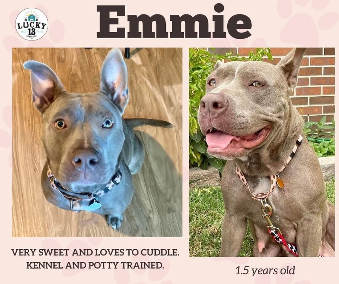 Emmie is a super sweet and ADORABULL one year old pittie! When she's not running and playing, she loves to cuddle on the couch. She knows basic commands, is kennel and potty trained. She doesn't do well with cats. 

https://www.petfinder.com/dog/emmie-53302267/mo/kansas-city/lucky-13-rescue-inc-mo689/

Adoption application can be found at: www.lucky13rescue.org or  https://www.shelterluv.com/matchme/adopt/LUCK/Dog