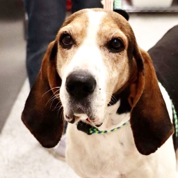 Meet Harriet, quite possibly the nicest dog you’ll ever meet. She’s a 7-year-old Hound mix who weighs 62 pounds. This sweet lady has been through a lot while living life as a stray in Alabama, including a soccer-ball-sized hernia from which she is now fully healed. She’s ready to live the good life and is looking for just the right home in which to do it.

Harriet sleeps A LOT, like 90% of the time a lot. The rest of the time she’s following her people around, snuggling, or looking for ways to score herself a treat. A food-motivated girl, Harriet will bark to let you know when the treats have run out or when she wants something. She can get quite loud at times, so would be better placed in a single family home than in one with shared walls. But that is truly her only vice. When she gets a little loud, her foster mom just reminds her that she’s a southern lady, and she’s embarrassing herself and that tends to do the trick!

A very well behaved lady, Harriet is completely housebroken and will settle fairly quickly into her crate, where she goes when her foster mom is away from the house and also at night. That said, Harriet loves herself a good couch and has no qualms about sneaking her way onto the furniture if she gets the chance. She also has no concept of personal space, like zero. Sit down on the couch and you’ll quickly find her body overlapping yours. Walk into the kitchen for a snack, she’s right on your heels. She just wants to remind you she loves you and wants to be near you.

If you’re looking for a super sweet girl who likes snuggling and snoozing, Harriet may be the perfect housemate for you. Can you be Harriet’s rescue hero?