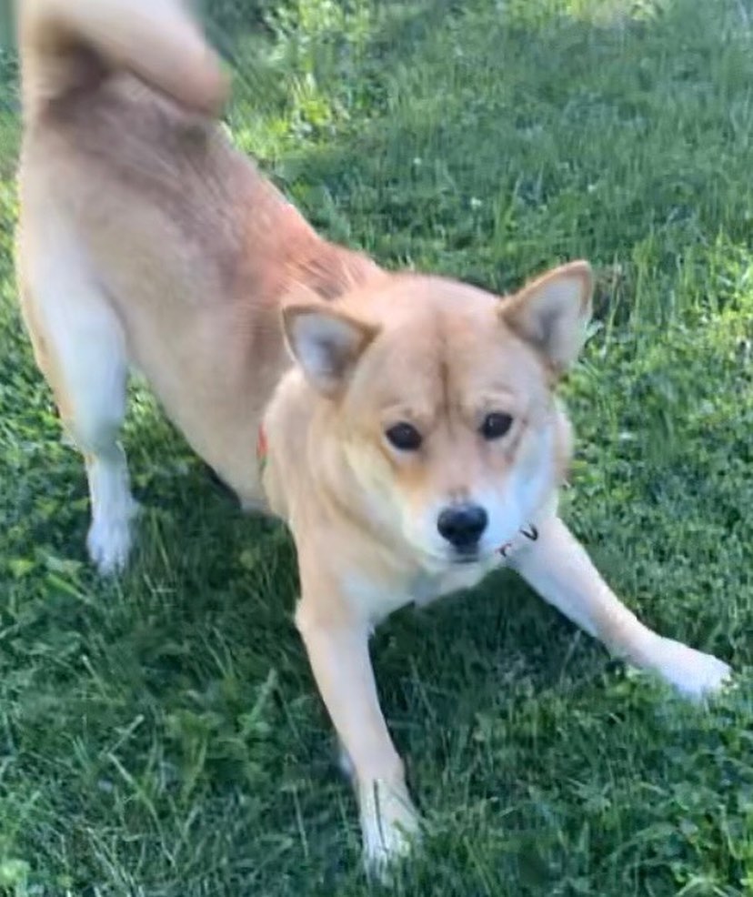 Meet Sandy!
🐾Female
🐾Age: 2 years old 
🐾Weight: 44 lbs 
🐾Breed: Shiba Inu Mix
❤️
Hey there, I’m Sandy! I’m a very shy girl who has come to love her foster parents and foster fur siblings after living in the wild for the first two years of my life so I’m still learning the ropes of what it’s like to be in a loving home. I know that once I find my forever family who will give me all the love I deserve; I will warm up!
☀️
I’m still working on the basics; I’m truly not a fan of walking on a leash but I’m trying to work on it. With that, a fenced in yard would be best to safely get my energy out but dog parks would also work for me since I get along with all dogs! I have not mastered house training, but I think I’m getting the hang of it and with patience, routine, and repetition I think I will have it mastered in no time!
🍁
I have learned to go into my kennel with the help of a tasty treat and sleep there perfectly comfy at night. I do wake up every night routinely to go potty and will bark to let you know. I don’t like to be left alone for too long; otherwise, I am quite the talker! I love playing with my foster fur siblings and will require a fur sibling in my forever home who will continue showing me the ropes which will allow me to gain more confidence by following their lead. I have not fully met cats; however, I have seen a barn cat in passing and didn’t seem to mind it too much.
🌻
I like to nudge you to entice you to play with me. I do tend to nibble sometimes instead of nudge when I get super excited but I’m starting to learn that I shouldn’t do that when you tell me. I love having a toy that I can chew on and squeak; if not, I can get bored and look for other cool “chew toys” that are left in my reach. I am really excited to find my perfect forever family who is not only willing to give me a chance but is patient and loving! 
🍎
If you are interested in meeting Sandy, apply to adopt her at www.causeforcanines.org
Adoption fee: $250
Must be an Ohio resident & 23 or older.
Children must be 8 or older.