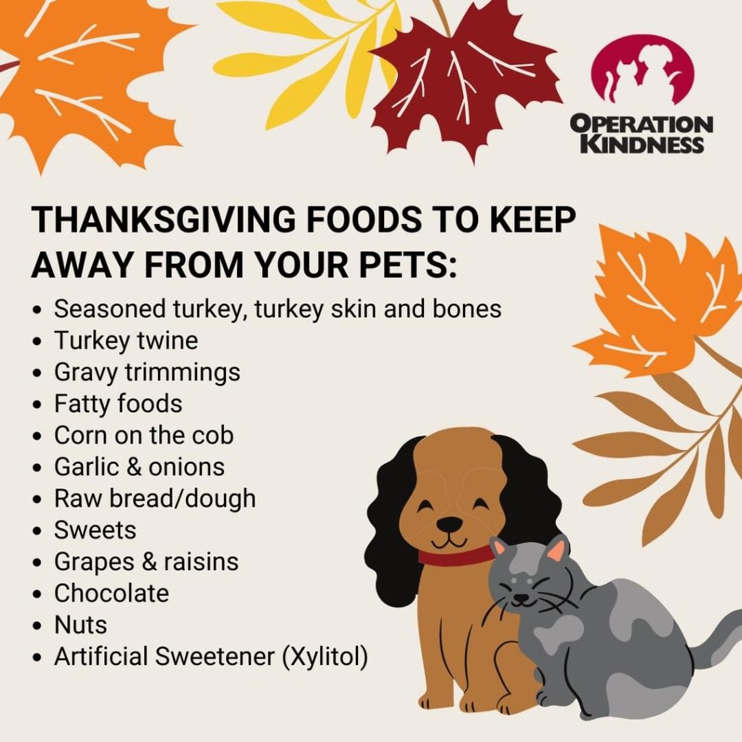 Keep your four legged pets safe! Happy Thanksgiving!