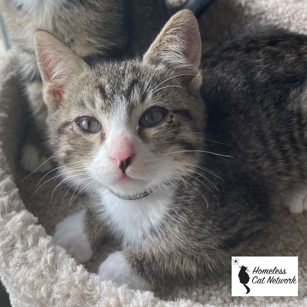 FEATURED KITTY OF THE WEEK: LUIGI
Luigi loves laps and kisses as much as he loves to play with his siblings. Luigi would love to be adopted with his brother Pachinko.
Luigi is fostered in Brisbane.
(We do not adopt single kittens to homes where they will be the only kitty. Young kittens do best in a home with another young feline companion. If you do not have an existing kitty, please consider adopting a pair of kittens. You will be happy you did!)
If you would be interested in meeting this Luigi, please fill out our online application (link in our bio).