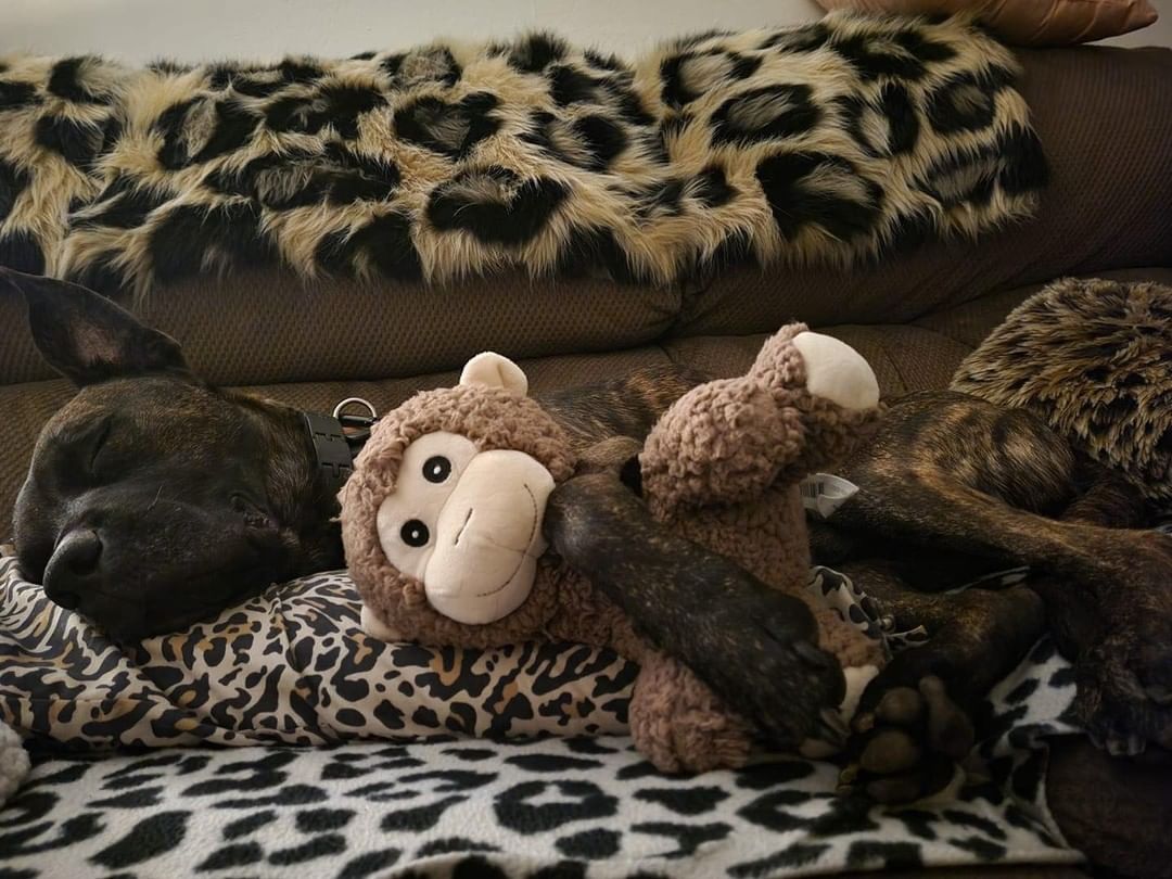 Almost 150 days in the shelter and here’s Dom’s first quiet night in his foster home. 

Who is cutting onions around here? My eyes are leaking. 

We are so excited to see pictures and videos from our holiday foster families and will be sharing them throughout the weekend! 

Happy Thanksgiving! 

<a target='_blank' href='https://www.instagram.com/explore/tags/thanksgivingfoster/'>#thanksgivingfoster</a> <a target='_blank' href='https://www.instagram.com/explore/tags/fosteringsaveslives/'>#fosteringsaveslives</a> <a target='_blank' href='https://www.instagram.com/explore/tags/nashville/'>#nashville</a> <a target='_blank' href='https://www.instagram.com/explore/tags/franklintn/'>#franklintn</a> <a target='_blank' href='https://www.instagram.com/explore/tags/nolensville/'>#nolensville</a> <a target='_blank' href='https://www.instagram.com/explore/tags/fairview/'>#fairview</a> <a target='_blank' href='https://www.instagram.com/explore/tags/springhill/'>#springhill</a> <a target='_blank' href='https://www.instagram.com/explore/tags/brentwoodtn/'>#brentwoodtn</a>