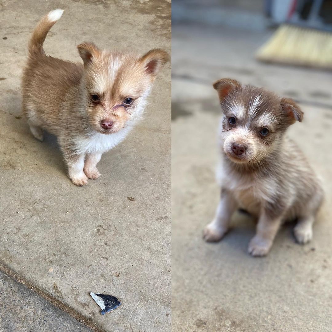 🐾💚Fosters Needed💚🐾 
These 2 female husky/terrier mix puppies are in need of fosters ASAP!

🐾If interested, please fill out a Foster Application at amazingstraysrescue.org

🐾All supplies and an amazing support team included! 

🐾 Please share this on your social media 

🐾 Want to help? All of our incoming dogs have medical bills to be paid! You could sponsor a spay or neuter!

🐾 Fostering even for just two weeks is extremely helpful to a dog in need!

🐾 All supplies included!

<a target='_blank' href='https://www.instagram.com/explore/tags/RescueDog/'>#RescueDog</a> <a target='_blank' href='https://www.instagram.com/explore/tags/AdoptDontShop/'>#AdoptDontShop</a> <a target='_blank' href='https://www.instagram.com/explore/tags/RescuePuppy/'>#RescuePuppy</a> <a target='_blank' href='https://www.instagram.com/explore/tags/ForTheLoveOfDogs/'>#ForTheLoveOfDogs</a> <a target='_blank' href='https://www.instagram.com/explore/tags/GetInvolved/'>#GetInvolved</a> <a target='_blank' href='https://www.instagram.com/explore/tags/Donate/'>#Donate</a> <a target='_blank' href='https://www.instagram.com/explore/tags/Volunteer/'>#Volunteer</a> <a target='_blank' href='https://www.instagram.com/explore/tags/FosteringSavesLives/'>#FosteringSavesLives</a> <a target='_blank' href='https://www.instagram.com/explore/tags/dogsofinstagram/'>#dogsofinstagram</a> <a target='_blank' href='https://www.instagram.com/explore/tags/dogsofinsta/'>#dogsofinsta</a> <a target='_blank' href='https://www.instagram.com/explore/tags/asradoptme/'>#asradoptme</a>