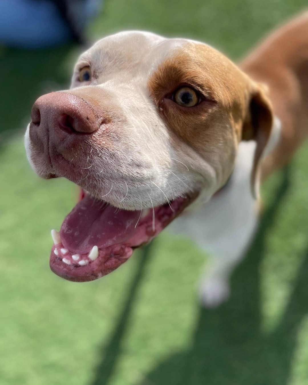 Rylan wanted to show off all his angles, and it seems he doesn’t have a bad one! 

This handsome boy has been searching for a special home to call his own for 7 months 😢💔

Rylan is a 2 year old pit mix who needs a home with a patient adopter that will help him become more confident and allow him to come out of his shell at his own pace. Rylan gains confidence by being around other dogs who dog better than he does. 

His ideal home doesn’t have a lot of people coming and going. He would do well in a home with older kids. He just needs a special someone to give him all the love forever has to offer!

Apply to adopt Rylan at lucky13rescue.org or by using the link: https://www.shelterluv.com/matchme/adopt/LUCK/Dog