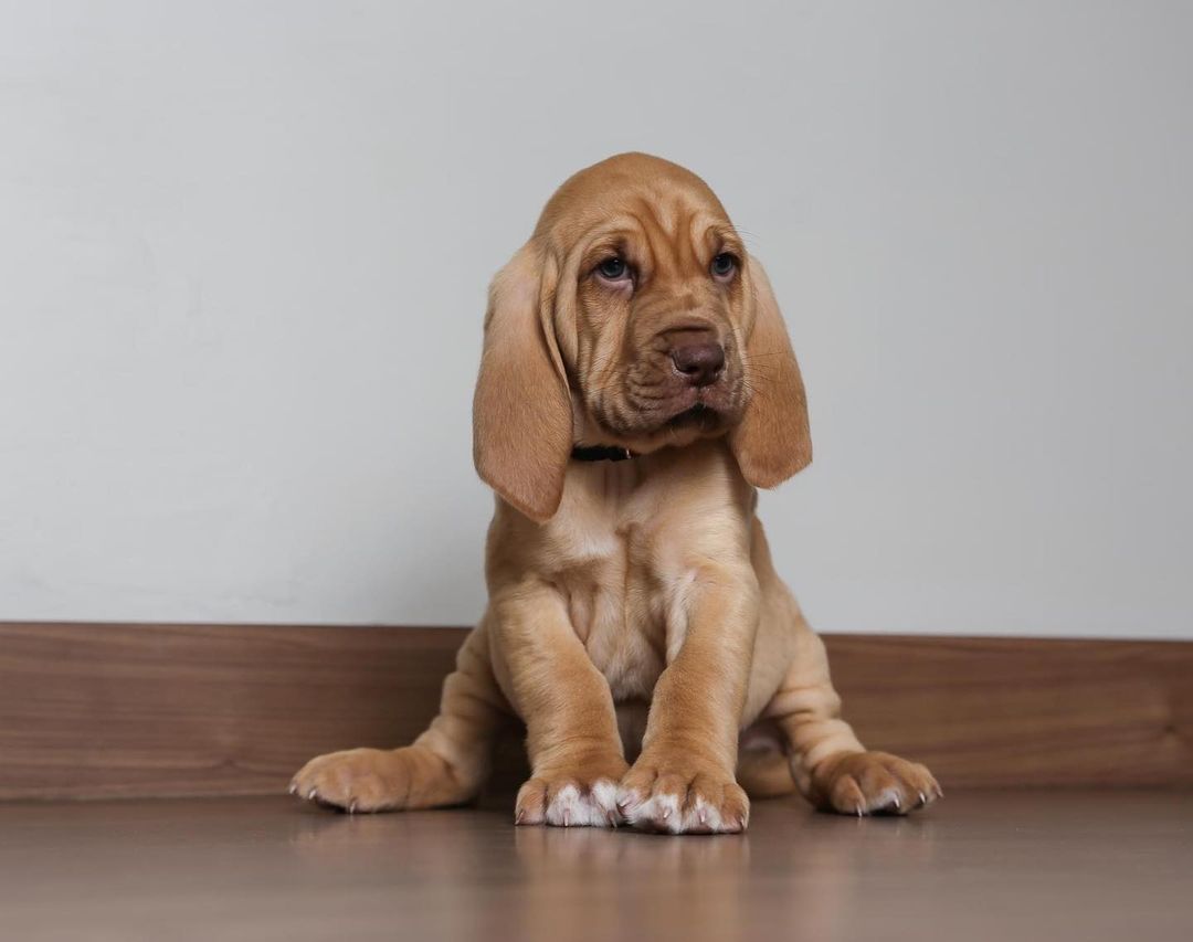 Just some super cute, super wrinkly bloodhound babies wishing you a Happy Monday 🤗 
<a target='_blank' href='https://www.instagram.com/explore/tags/puppy/'>#puppy</a> <a target='_blank' href='https://www.instagram.com/explore/tags/bloodhound/'>#bloodhound</a> <a target='_blank' href='https://www.instagram.com/explore/tags/dogsofinstagram/'>#dogsofinstagram</a> <a target='_blank' href='https://www.instagram.com/explore/tags/dogoftheday/'>#dogoftheday</a> <a target='_blank' href='https://www.instagram.com/explore/tags/dogsofinstagram/'>#dogsofinstagram</a> <a target='_blank' href='https://www.instagram.com/explore/tags/puppylove/'>#puppylove</a> <a target='_blank' href='https://www.instagram.com/explore/tags/puppies/'>#puppies</a> <a target='_blank' href='https://www.instagram.com/explore/tags/toocute/'>#toocute</a> <a target='_blank' href='https://www.instagram.com/explore/tags/adorable/'>#adorable</a> <a target='_blank' href='https://www.instagram.com/explore/tags/mondaymood/'>#mondaymood</a> <a target='_blank' href='https://www.instagram.com/explore/tags/monday/'>#monday</a> <a target='_blank' href='https://www.instagram.com/explore/tags/mondays/'>#mondays</a> <a target='_blank' href='https://www.instagram.com/explore/tags/bloodhoundpuppy/'>#bloodhoundpuppy</a>