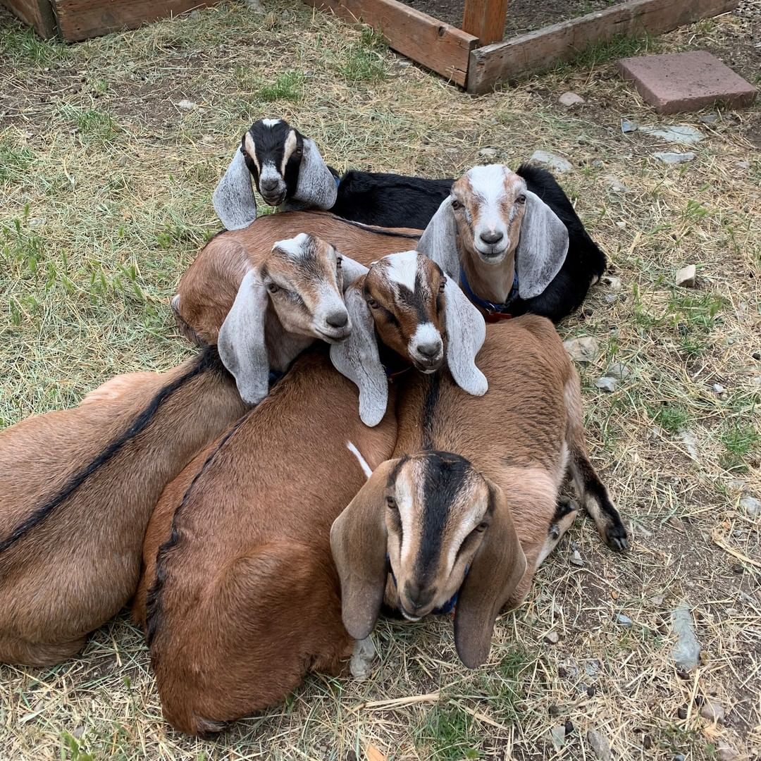 You might remember these precious faces from earlier this year. The New Kids on the Block were loved by so many of us here at the care farm. Staff and many volunteers helped pitch in with their bottle feedings. Placing animals into their forever homes is a big responsibility, thankfully, adopters like Amy DiCostanzo make it easy, knowing that those animals are going to a wonderful place. Thank you for adopting the New Kids, Amy, they are so lucky to have a forever home with you!

<a target='_blank' href='https://www.instagram.com/explore/tags/Sanctuary/'>#Sanctuary</a> <a target='_blank' href='https://www.instagram.com/explore/tags/CareFarm/'>#CareFarm</a> <a target='_blank' href='https://www.instagram.com/explore/tags/SanctuaryOne/'>#SanctuaryOne</a> <a target='_blank' href='https://www.instagram.com/explore/tags/Goats/'>#Goats</a> <a target='_blank' href='https://www.instagram.com/explore/tags/Adoption/'>#Adoption</a> <a target='_blank' href='https://www.instagram.com/explore/tags/Adopted/'>#Adopted</a> <a target='_blank' href='https://www.instagram.com/explore/tags/Rescue/'>#Rescue</a> <a target='_blank' href='https://www.instagram.com/explore/tags/ForeverHome/'>#ForeverHome</a> <a target='_blank' href='https://www.instagram.com/explore/tags/Gratitude/'>#Gratitude</a> <a target='_blank' href='https://www.instagram.com/explore/tags/Grateful/'>#Grateful</a> <a target='_blank' href='https://www.instagram.com/explore/tags/GratitudeMonth/'>#GratitudeMonth</a>