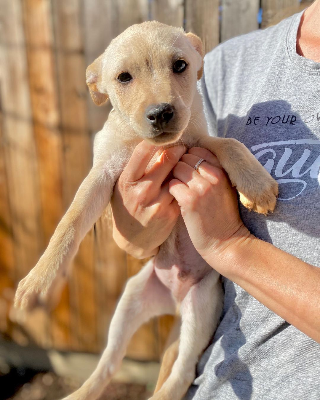 We rescued Yucca and his three siblings from a flower shop in Tijuana. They lived outside their shop for their whole lives, until one of our friends brought them to our attention. They’re now fully vaccinated and looking for their furever homes!

Yucca is a little shy for the first minute that he meets you. Then almost immediately he becomes so loving sweet, and playful. He loves to jump and frolic and play!

We think these pups are mixes of lab and possibly vizsla, pitty, or Shepherd. Whatever they are, they are unbelievably sweet and adorable. We think they’ll grow to be 40-50 pounds.

Please apply for Yucca through our website: pupswithoutborders.org

<a target='_blank' href='https://www.instagram.com/explore/tags/adoptdontshop/'>#adoptdontshop</a> <a target='_blank' href='https://www.instagram.com/explore/tags/adoptme/'>#adoptme</a> <a target='_blank' href='https://www.instagram.com/explore/tags/puppies/'>#puppies</a> <a target='_blank' href='https://www.instagram.com/explore/tags/dog/'>#dog</a> <a target='_blank' href='https://www.instagram.com/explore/tags/dogsofinstagram/'>#dogsofinstagram</a> <a target='_blank' href='https://www.instagram.com/explore/tags/rescuedogsofinstagram/'>#rescuedogsofinstagram</a> <a target='_blank' href='https://www.instagram.com/explore/tags/puppiesofinstagram/'>#puppiesofinstagram</a> <a target='_blank' href='https://www.instagram.com/explore/tags/puppy/'>#puppy</a> <a target='_blank' href='https://www.instagram.com/explore/tags/losangeles/'>#losangeles</a>