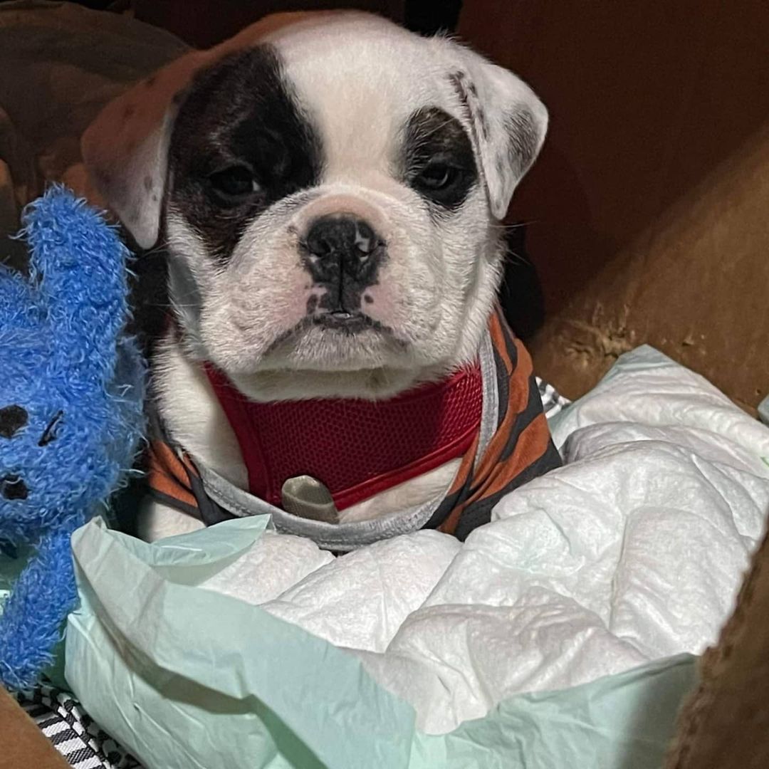 Meet Wally! 
Wally is a 7-8 week old English bulldog with Spina Bifida. We pulled him in rather quickly. He has a few medical needs to sort out but he's going to be a great pup! He will be fostering in Klamath Falls.  Thank you to all the volunteers who got him to us and to our rescue partners at California Cleft Rescue for helping us out. 
He will need a diapering system lifelong but he is mobile. He does have some needs to get him started so I'll share his wish list. He really needs diapers and baby wipes, and ointment! He has a red tushy.  If you can help him out with supplies we would be so very grateful! 
Alright Wally..we got you! <a target='_blank' href='https://www.instagram.com/explore/tags/rescuelife/'>#rescuelife</a> <a target='_blank' href='https://www.instagram.com/explore/tags/englishbulldogpuppy/'>#englishbulldogpuppy</a>
<a target='_blank' href='https://www.instagram.com/explore/tags/puppylife/'>#puppylife</a>🐾
<a target='_blank' href='https://www.instagram.com/explore/tags/puppiesofinstagram/'>#puppiesofinstagram</a> <a target='_blank' href='https://www.instagram.com/explore/tags/adoptdontshop/'>#adoptdontshop</a> <a target='_blank' href='https://www.instagram.com/explore/tags/caninespinabifidawarrior/'>#caninespinabifidawarrior</a>
<a target='_blank' href='https://www.instagram.com/explore/tags/rescuedogs/'>#rescuedogs</a> <a target='_blank' href='https://www.instagram.com/explore/tags/lilyspadrescuealumni/'>#lilyspadrescuealumni</a> 
<a target='_blank' href='https://www.instagram.com/explore/tags/amazonwishlist/'>#amazonwishlist</a>
<a target='_blank' href='https://www.instagram.com/explore/tags/501c3/'>#501c3</a>
https://www.amazon.com/hz/wishlist/ls/310TG4MGGFA9?ref_=wl_share