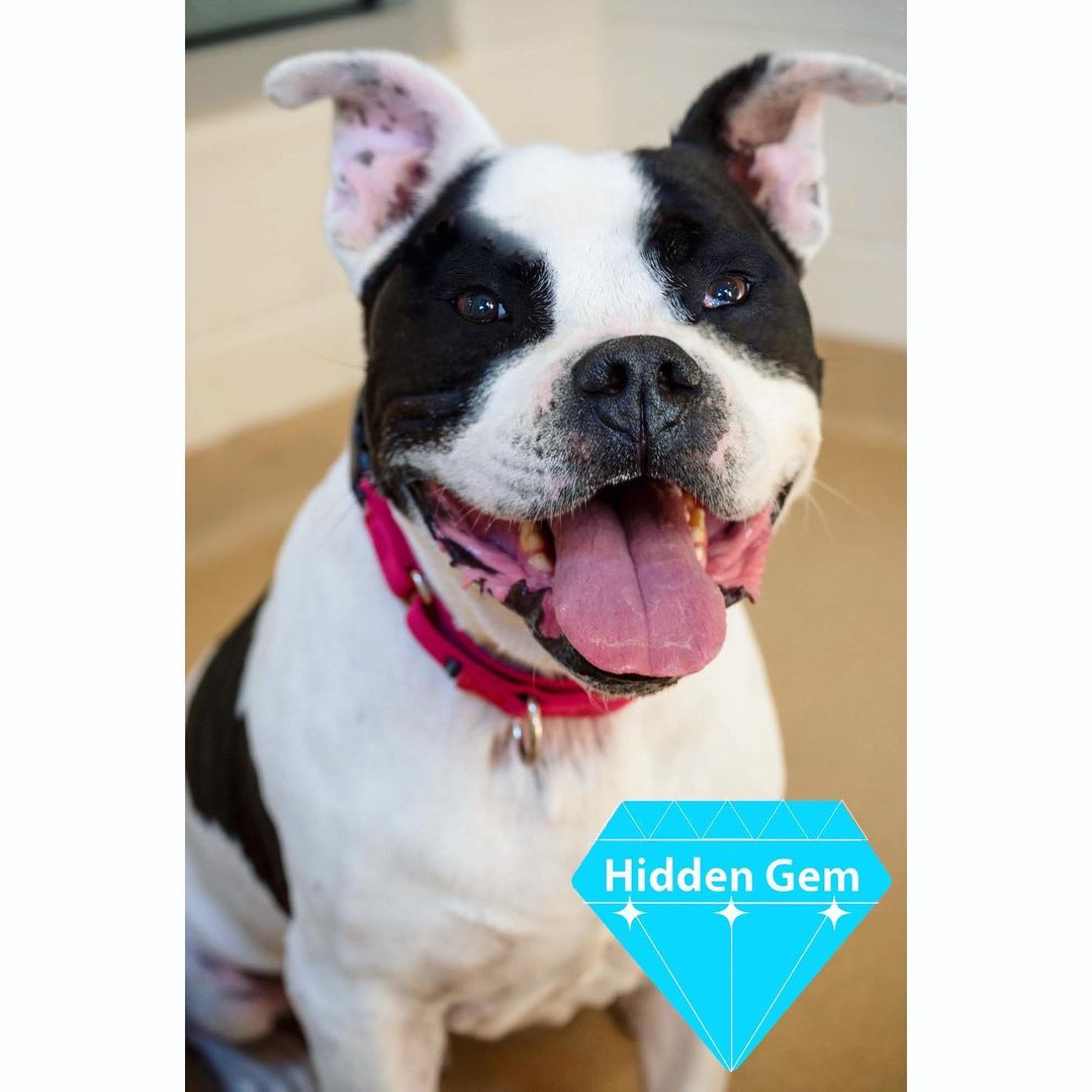 You know what’s better than one day of Black Friday deals? Our YEAR-ROUND 💎Hidden Gem💎 waved adoption fees! 

Our AMAZING Hidden Gems, like Parker here, are wonderful MCASAC animals who have been waiting for a home for over a month. Their adoption fees have been 100% waived thanks to @fmcainfo! 

To view our complete list of adoptable animals, including our Hidden Gems, please visit the Adoptable Animals link in our bio!