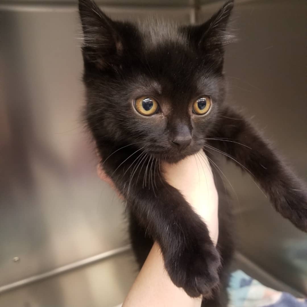 Celebrate Black Friday by adopting a black cat! 

WCGHS has lots of black and tuxedo cats ready to find their forever homes before the holiday season ❤ 

See them all at www.wcghs.org/adopt 

<a target='_blank' href='https://www.instagram.com/explore/tags/blackcat/'>#blackcat</a> <a target='_blank' href='https://www.instagram.com/explore/tags/washougal/'>#washougal</a> <a target='_blank' href='https://www.instagram.com/explore/tags/vancouver/'>#vancouver</a> <a target='_blank' href='https://www.instagram.com/explore/tags/catsofinstagram/'>#catsofinstagram</a> <a target='_blank' href='https://www.instagram.com/explore/tags/camaswashington/'>#camaswashington</a>