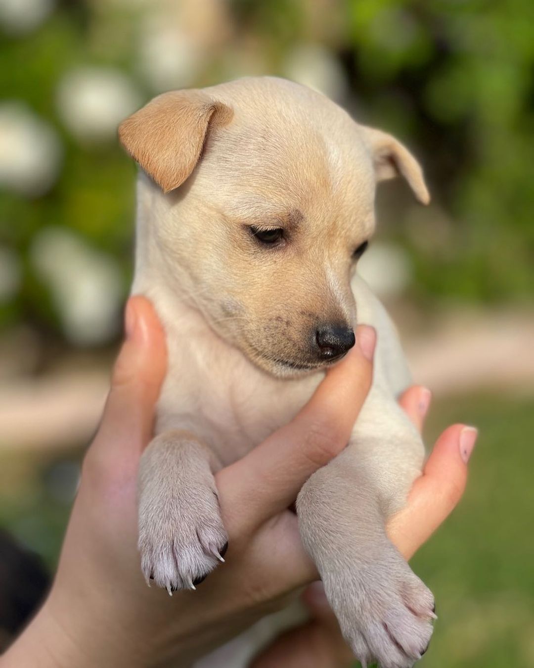 ⚠️ SAMANTHA & STEVE 👋🏻
🧡 Still need a home! 💕

💕 SAMANTHA - 8 week old, female, terrier mix. Expected to be 10-15 lbs fully grown. (Cream Coloring). 

Samantha is the princess of the bunch! She's the first one to be ready to play. She loves toys, to nibble just about anything, and most of all to snuggle. She's not afraid of anything. Even big dogs.  She's petite and precious. 

🧡 STEVE - 8 week old, male, terrier mix. Expected to be 10-15 lbs fully grown. (Brown Coloring). 

Steve is a very sweet boy who's always up for playtime and kisses!  He's got great energy and loves to be held.  He is great with kids and other dogs. 

To apply to adopt Steve or Samantha (or both!) into your home please submit an adoption application on our website! 

📮 WagmorPets.org/Adoption 

🧡👋🏻 Can’t adopt? Help us find these puppies a home by sharing this post with your friends and family! 

🐶 <a target='_blank' href='https://www.instagram.com/explore/tags/wagmorpets/'>#wagmorpets</a> <a target='_blank' href='https://www.instagram.com/explore/tags/puppiesforall/'>#puppiesforall</a> <a target='_blank' href='https://www.instagram.com/explore/tags/puppiesofinstagram/'>#puppiesofinstagram</a> <a target='_blank' href='https://www.instagram.com/explore/tags/terrierpuppy/'>#terrierpuppy</a> <a target='_blank' href='https://www.instagram.com/explore/tags/puppies/'>#puppies</a> <a target='_blank' href='https://www.instagram.com/explore/tags/dogs/'>#dogs</a> 🐶