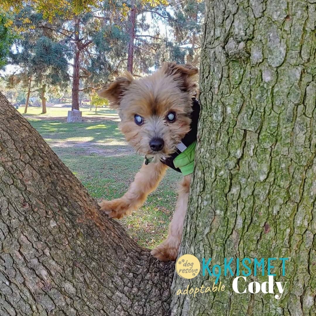 <a target='_blank' href='https://www.instagram.com/explore/tags/supersenior/'>#supersenior</a> Cody is pre-gaming his turkey dinner with some outdoor adventuring. He's gotta make room in that harness for all the food. 

What is your pre-game strategy for today?

Happy Thanksgiving!

<a target='_blank' href='https://www.instagram.com/explore/tags/thanksgiving/'>#thanksgiving</a> <a target='_blank' href='https://www.instagram.com/explore/tags/givethanks/'>#givethanks</a> <a target='_blank' href='https://www.instagram.com/explore/tags/k9kismetadoptables/'>#k9kismetadoptables</a> <a target='_blank' href='https://www.instagram.com/explore/tags/adoptadog/'>#adoptadog</a> <a target='_blank' href='https://www.instagram.com/explore/tags/k9kismet/'>#k9kismet</a> <a target='_blank' href='https://www.instagram.com/explore/tags/adoptasenior/'>#adoptasenior</a>