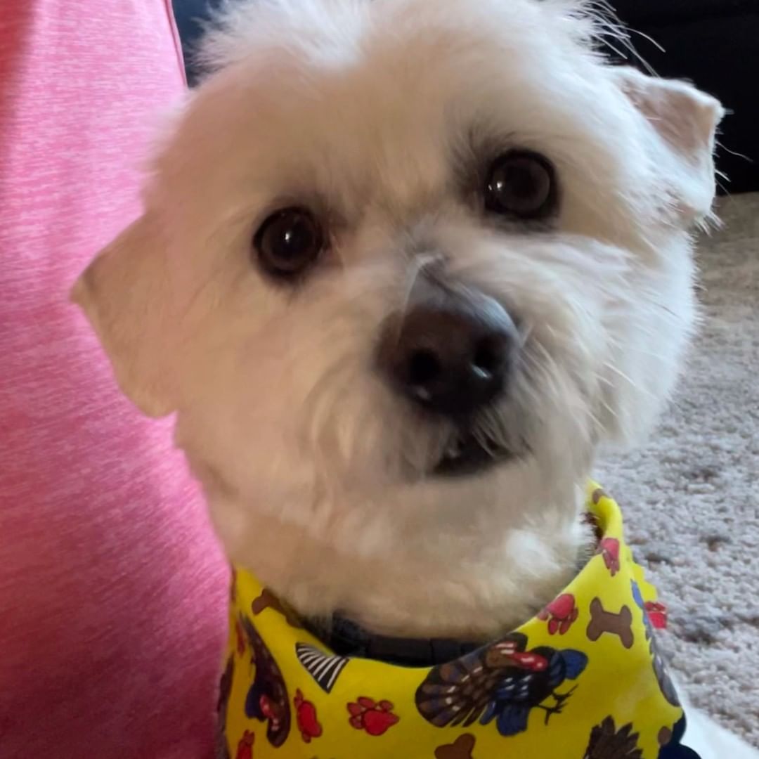 Happily Ever for Jack who was adopted just last week! His new family reports that he’s settled in very nicely in his new home and loves hiking and going on long walks around the neighborhood. He even went to the groomers for a haircut! Doesn’t he look dashing?! Congrats to Jack and his new forever family! ❤🐾
 
<a target='_blank' href='https://www.instagram.com/explore/tags/HappilyEverAfter/'>#HappilyEverAfter</a> <a target='_blank' href='https://www.instagram.com/explore/tags/ColoradoAnimalRescue/'>#ColoradoAnimalRescue</a> <a target='_blank' href='https://www.instagram.com/explore/tags/AnimalRescue/'>#AnimalRescue</a> <a target='_blank' href='https://www.instagram.com/explore/tags/postadoptionupdate/'>#postadoptionupdate</a>