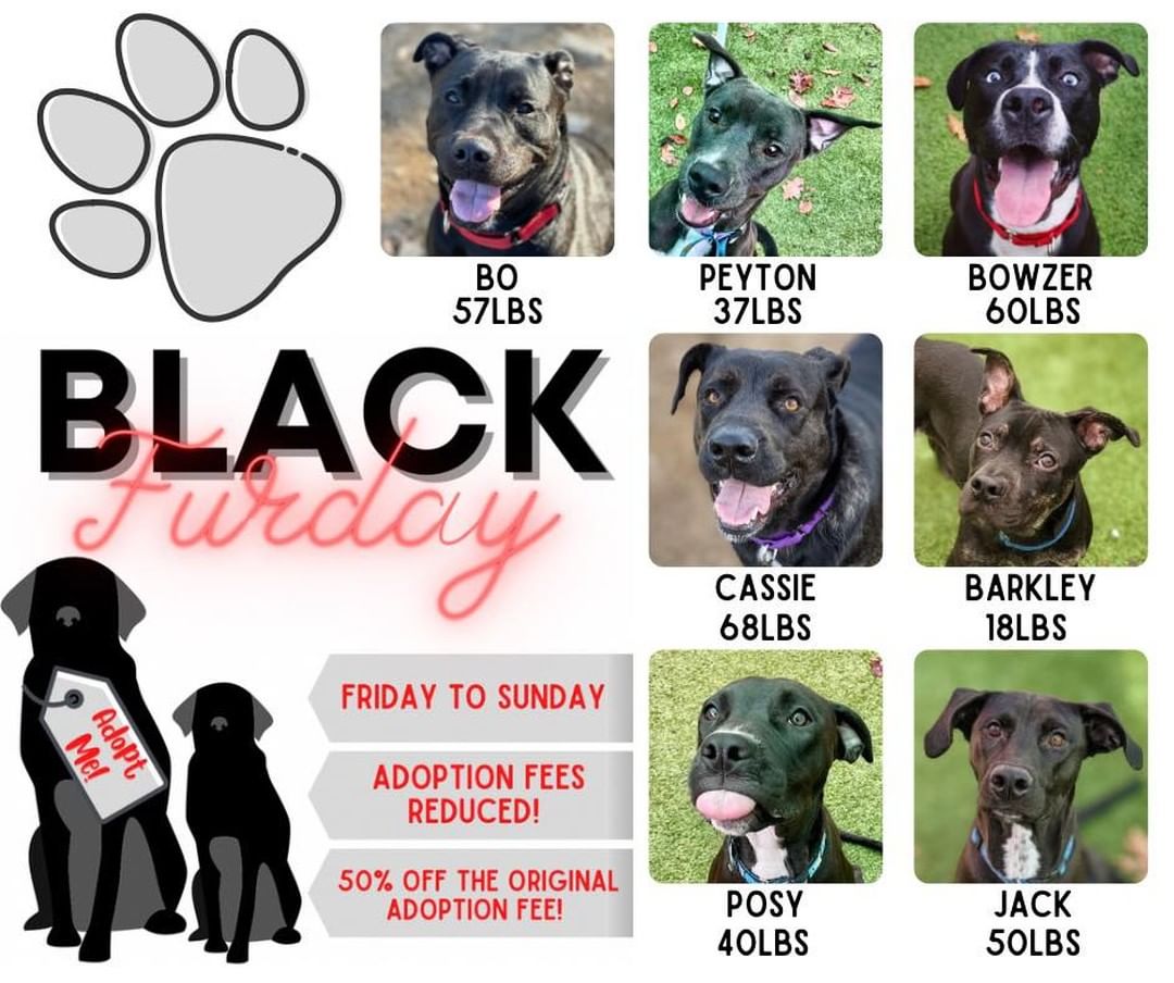 🐾Black Furday Specials🐾

Are you looking for a new best friend!? 

Friday November 26th through Sunday November 28th we will be offering reduced adoption fees for the select black pups! The doggos listed in this post will be 50% off of their original adoption fee! 

Please visit our website for more information on each dog:
https://www.darbsterfoundation.com/darbster-doggy/adopt/

🐾Please share🐾

<a target='_blank' href='https://www.instagram.com/explore/tags/darbsterdoggy/'>#darbsterdoggy</a> <a target='_blank' href='https://www.instagram.com/explore/tags/darbsterfoundation/'>#darbsterfoundation</a> <a target='_blank' href='https://www.instagram.com/explore/tags/opttoadopt/'>#opttoadopt</a> <a target='_blank' href='https://www.instagram.com/explore/tags/rescuedogsofinstagram/'>#rescuedogsofinstagram</a> <a target='_blank' href='https://www.instagram.com/explore/tags/rescuedismyfavoritebreed/'>#rescuedismyfavoritebreed</a> <a target='_blank' href='https://www.instagram.com/explore/tags/blackfurday/'>#blackfurday</a>