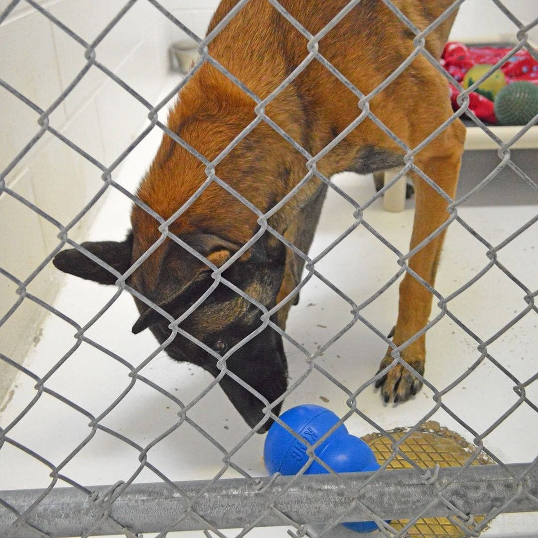 A BIG thank you to Bark Nation for stopping by our shelter with a bunch of yummy stuffed Kongs for a special Thanksgiving treat for our shelter pups!  They loved the tasty treat, and they will definitely enjoy playing with their Kongs afterward! 

They also brought us another very special delivery.  Riddle, a three-and-a-half year old Belgian Malinois, was brought to our shelter for the chance to find a new loving family up north. Riddle has been in their care for nearly two years due to an ongoing cruelty investigation.  This special girl will likely be available for adoption next week, so stay tuned for details! 

From all of us to all of you, we wish you a safe and peaceful Thanksgiving! 
<a target='_blank' href='https://www.instagram.com/explore/tags/KONGsgiving2021/'>#KONGsgiving2021</a> <a target='_blank' href='https://www.instagram.com/explore/tags/barknation/'>#barknation</a>