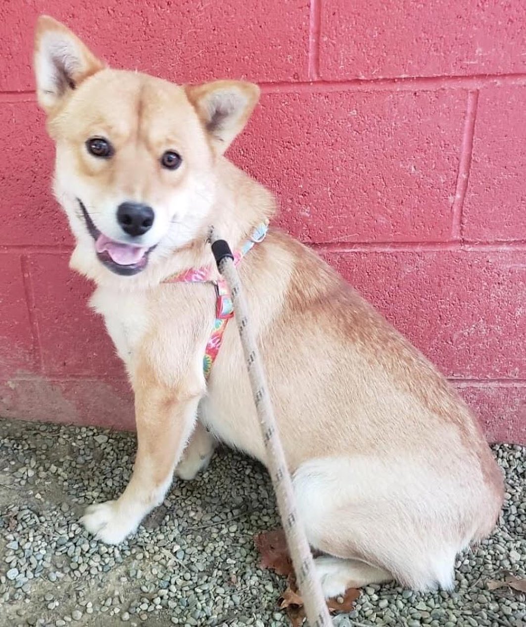 Meet Sandy!
🐾Female
🐾Age: 2 years old 
🐾Weight: 44 lbs 
🐾Breed: Shiba Inu Mix
❤️
Hey there, I’m Sandy! I’m a very shy girl who has come to love her foster parents and foster fur siblings after living in the wild for the first two years of my life so I’m still learning the ropes of what it’s like to be in a loving home. I know that once I find my forever family who will give me all the love I deserve; I will warm up!
☀️
I’m still working on the basics; I’m truly not a fan of walking on a leash but I’m trying to work on it. With that, a fenced in yard would be best to safely get my energy out but dog parks would also work for me since I get along with all dogs! I have not mastered house training, but I think I’m getting the hang of it and with patience, routine, and repetition I think I will have it mastered in no time!
🍁
I have learned to go into my kennel with the help of a tasty treat and sleep there perfectly comfy at night. I do wake up every night routinely to go potty and will bark to let you know. I don’t like to be left alone for too long; otherwise, I am quite the talker! I love playing with my foster fur siblings and will require a fur sibling in my forever home who will continue showing me the ropes which will allow me to gain more confidence by following their lead. I have not fully met cats; however, I have seen a barn cat in passing and didn’t seem to mind it too much.
🌻
I like to nudge you to entice you to play with me. I do tend to nibble sometimes instead of nudge when I get super excited but I’m starting to learn that I shouldn’t do that when you tell me. I love having a toy that I can chew on and squeak; if not, I can get bored and look for other cool “chew toys” that are left in my reach. I am really excited to find my perfect forever family who is not only willing to give me a chance but is patient and loving! 
🍎
If you are interested in meeting Sandy, apply to adopt her at www.causeforcanines.org
Adoption fee: $250
Must be an Ohio resident & 23 or older.
Children must be 8 or older.