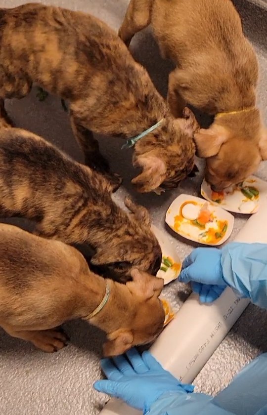 Even our pups are enjoying their Thanksgiving meals today! 🦃 Our staff at Gigi's prepared a special treat full of Thanksgiving goodies for our dogs that are with us over the holiday while they wait for their forever homes! 🦃🍂🐶💖

Spend the next holiday with one of these sweet pups by applying today for these and any of our available dogs via ➡️ the link in our bio!

<a target='_blank' href='https://www.instagram.com/explore/tags/thanksgiving/'>#thanksgiving</a> <a target='_blank' href='https://www.instagram.com/explore/tags/puppies/'>#puppies</a> <a target='_blank' href='https://www.instagram.com/explore/tags/puppiesofinstagram/'>#puppiesofinstagram</a> <a target='_blank' href='https://www.instagram.com/explore/tags/dogsofinstagram/'>#dogsofinstagram</a> <a target='_blank' href='https://www.instagram.com/explore/tags/dogs/'>#dogs</a> <a target='_blank' href='https://www.instagram.com/explore/tags/animalrescue/'>#animalrescue</a> <a target='_blank' href='https://www.instagram.com/explore/tags/shelterdog/'>#shelterdog</a> <a target='_blank' href='https://www.instagram.com/explore/tags/rescuedog/'>#rescuedog</a> <a target='_blank' href='https://www.instagram.com/explore/tags/rescuedogsofinstagram/'>#rescuedogsofinstagram</a> <a target='_blank' href='https://www.instagram.com/explore/tags/61fur/'>#61fur</a> <a target='_blank' href='https://www.instagram.com/explore/tags/columbusohio/'>#columbusohio</a>