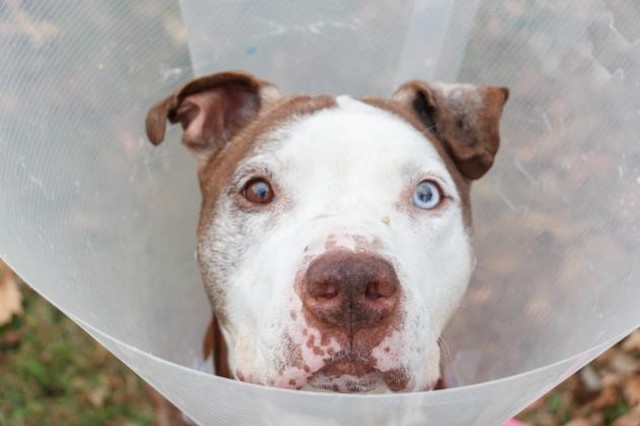 We have some cat-tastic and bow-WOW Waifs waiting to be adopted! Just in time for the holidays! Our Pet Adoption Center is open until 7:00pm today, and 10-5 Saturday and Sunday. 1/2 price adoptions for dogs and cats 5 months - 6 years of age.