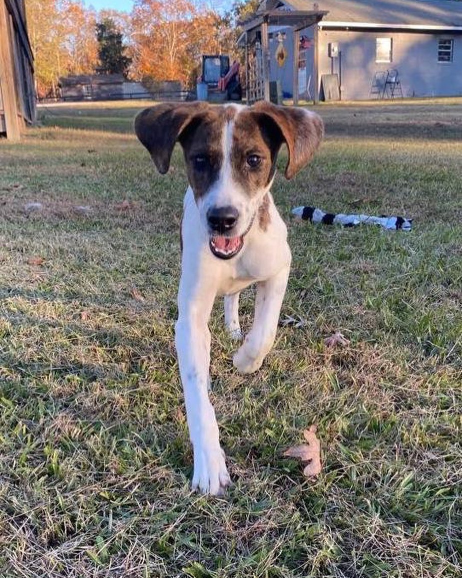 Meet ℂℍ𝔼ℝ💖
She is a Hound mix, approx 5-6 months old, has received all age appropriate vaccines, good with other dogs, has not been cat tested. Please use <a target='_blank' href='https://www.instagram.com/explore/tags/linkinbio/'>#linkinbio</a> to apply today.
.
 <a target='_blank' href='https://www.instagram.com/explore/tags/rescuedog/'>#rescuedog</a> <a target='_blank' href='https://www.instagram.com/explore/tags/dogsofinstagram/'>#dogsofinstagram</a> <a target='_blank' href='https://www.instagram.com/explore/tags/adoptdontshop/'>#adoptdontshop</a> <a target='_blank' href='https://www.instagram.com/explore/tags/adopt/'>#adopt</a> <a target='_blank' href='https://www.instagram.com/explore/tags/adoption/'>#adoption</a> <a target='_blank' href='https://www.instagram.com/explore/tags/rescuedogsofinstagram/'>#rescuedogsofinstagram</a> <a target='_blank' href='https://www.instagram.com/explore/tags/dog/'>#dog</a> <a target='_blank' href='https://www.instagram.com/explore/tags/dogs/'>#dogs</a> <a target='_blank' href='https://www.instagram.com/explore/tags/rescue/'>#rescue</a> <a target='_blank' href='https://www.instagram.com/explore/tags/instadog/'>#instadog</a> <a target='_blank' href='https://www.instagram.com/explore/tags/dogoftheday/'>#dogoftheday</a> <a target='_blank' href='https://www.instagram.com/explore/tags/rescuedogs/'>#rescuedogs</a> <a target='_blank' href='https://www.instagram.com/explore/tags/savinglives/'>#savinglives</a> <a target='_blank' href='https://www.instagram.com/explore/tags/rescuedismyfavoritebreed/'>#rescuedismyfavoritebreed</a> <a target='_blank' href='https://www.instagram.com/explore/tags/dogsofinsta/'>#dogsofinsta</a> <a target='_blank' href='https://www.instagram.com/explore/tags/doglovers/'>#doglovers</a> <a target='_blank' href='https://www.instagram.com/explore/tags/doggo/'>#doggo</a> <a target='_blank' href='https://www.instagram.com/explore/tags/muttsofinstagram/'>#muttsofinstagram</a> <a target='_blank' href='https://www.instagram.com/explore/tags/happydog/'>#happydog</a> <a target='_blank' href='https://www.instagram.com/explore/tags/puppiesofinstagram/'>#puppiesofinstagram</a> <a target='_blank' href='https://www.instagram.com/explore/tags/ilovemydog/'>#ilovemydog</a> <a target='_blank' href='https://www.instagram.com/explore/tags/hhar/'>#hhar</a> <a target='_blank' href='https://www.instagram.com/explore/tags/harveyshopeanimalrescue/'>#harveyshopeanimalrescue</a> <a target='_blank' href='https://www.instagram.com/explore/tags/donate/'>#donate</a> <a target='_blank' href='https://www.instagram.com/explore/tags/nonprofit/'>#nonprofit</a>