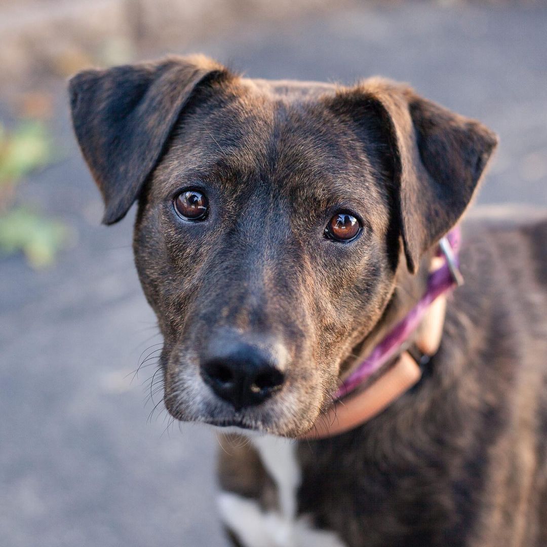 Alana is looking for a very particular home. She is a 2 year old, female, mixed breed. She needs an owner without children or cats. Her adopter would be dog savvy and patient. She will need extra patience and understanding while she transitions form shelter dog to a pet. She came to the rescue pregnant and we delivered her beautiful puppies. Unfortunately, the puppies made her more protective and a little more nervous. We are hoping that anyone interested in adopting her would be willing to come in several times to spend time with her. She is up to date on vaccinations. 📸: @lmartin413