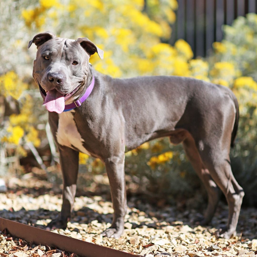 We love the howl-idays here at Animal Humane! Wishing everyone a fantastic Friday spent with family & friends. Please note, our Main Campus, Westside Adoption Center & The Center’s Training Classes will be closed today. All normal business hours will resume Saturday, November 27. Our Thrift Shop is open today for a Black Friday Mystery Sale! Stop by 4646 Menaul Blvd. NE to see what you can find. ⁠
.⁠
.⁠
.⁠
.⁠
<a target='_blank' href='https://www.instagram.com/explore/tags/happythanksgiving/'>#happythanksgiving</a> <a target='_blank' href='https://www.instagram.com/explore/tags/thankful/'>#thankful</a> <a target='_blank' href='https://www.instagram.com/explore/tags/gratitude/'>#gratitude</a> <a target='_blank' href='https://www.instagram.com/explore/tags/grateful/'>#grateful</a> <a target='_blank' href='https://www.instagram.com/explore/tags/blackfriday/'>#blackfriday</a> <a target='_blank' href='https://www.instagram.com/explore/tags/animalhumanenewmexico/'>#animalhumanenewmexico</a> <a target='_blank' href='https://www.instagram.com/explore/tags/animalhumanenm/'>#animalhumanenm</a> <a target='_blank' href='https://www.instagram.com/explore/tags/petlovers/'>#petlovers</a> <a target='_blank' href='https://www.instagram.com/explore/tags/ilovepets/'>#ilovepets</a> <a target='_blank' href='https://www.instagram.com/explore/tags/opttoadopt/'>#opttoadopt</a> <a target='_blank' href='https://www.instagram.com/explore/tags/adoptapet/'>#adoptapet</a> <a target='_blank' href='https://www.instagram.com/explore/tags/rescuepets/'>#rescuepets</a> <a target='_blank' href='https://www.instagram.com/explore/tags/rescues/'>#rescues</a> <a target='_blank' href='https://www.instagram.com/explore/tags/rescuedismyfavouritebreed/'>#rescuedismyfavouritebreed</a> <a target='_blank' href='https://www.instagram.com/explore/tags/adoptionsaveslives/'>#adoptionsaveslives</a> <a target='_blank' href='https://www.instagram.com/explore/tags/rescuecatsrock/'>#rescuecatsrock</a> <a target='_blank' href='https://www.instagram.com/explore/tags/spayneuter/'>#spayneuter</a> <a target='_blank' href='https://www.instagram.com/explore/tags/petrescue/'>#petrescue</a> <a target='_blank' href='https://www.instagram.com/explore/tags/furfamily/'>#furfamily</a> <a target='_blank' href='https://www.instagram.com/explore/tags/rescuecatsofinstagram/'>#rescuecatsofinstagram</a> <a target='_blank' href='https://www.instagram.com/explore/tags/adoptastray/'>#adoptastray</a>⁠ <a target='_blank' href='https://www.instagram.com/explore/tags/petfinder/'>#petfinder</a> <a target='_blank' href='https://www.instagram.com/explore/tags/rescuedog/'>#rescuedog</a> <a target='_blank' href='https://www.instagram.com/explore/tags/adoptdontshop/'>#adoptdontshop</a> <a target='_blank' href='https://www.instagram.com/explore/tags/stray/'>#stray</a> <a target='_blank' href='https://www.instagram.com/explore/tags/rescuecat/'>#rescuecat</a> <a target='_blank' href='https://www.instagram.com/explore/tags/rescuesofinstagram/'>#rescuesofinstagram</a> <a target='_blank' href='https://www.instagram.com/explore/tags/sheltercat/'>#sheltercat</a> <a target='_blank' href='https://www.instagram.com/explore/tags/shelterdog/'>#shelterdog</a>