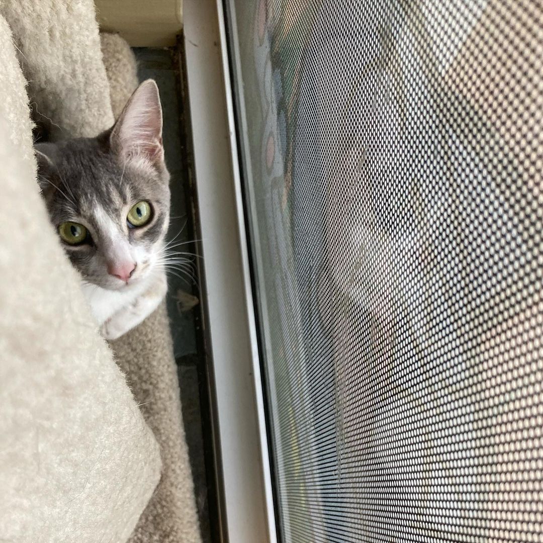 We are waiting at the window for you! All cats at SpayMart are fixed, micro-chipped& vaccinated. SpayMart Thriftshop is at 6601 Veterans Memorial Blvd., Metairie,LA (behind the TJMaxx across from Lafreniere Park) open Tues-Sat. 10:30am-4 pm <a target='_blank' href='https://www.instagram.com/explore/tags/SpayMartThriftStore/'>#SpayMartThriftStore</a>
<a target='_blank' href='https://www.instagram.com/explore/tags/SpaymartSavesLives/'>#SpaymartSavesLives</a>
<a target='_blank' href='https://www.instagram.com/explore/tags/RescuedIsMyFavoriteBreed/'>#RescuedIsMyFavoriteBreed</a> <a target='_blank' href='https://www.instagram.com/explore/tags/curious/'>#curious</a> <a target='_blank' href='https://www.instagram.com/explore/tags/vintage/'>#vintage</a> <a target='_blank' href='https://www.instagram.com/explore/tags/adoptarescuecat/'>#adoptarescuecat</a>
<a target='_blank' href='https://www.instagram.com/explore/tags/nola/'>#nola</a> <a target='_blank' href='https://www.instagram.com/explore/tags/metairie/'>#metairie</a> <a target='_blank' href='https://www.instagram.com/explore/tags/louisiana/'>#louisiana</a> <a target='_blank' href='https://www.instagram.com/explore/tags/ThriftStoreFinds/'>#ThriftStoreFinds</a> <a target='_blank' href='https://www.instagram.com/explore/tags/thrifting/'>#thrifting</a> <a target='_blank' href='https://www.instagram.com/explore/tags/meow/'>#meow</a> <a target='_blank' href='https://www.instagram.com/explore/tags/cats/'>#cats</a> <a target='_blank' href='https://www.instagram.com/explore/tags/NewOrleans/'>#NewOrleans</a> <a target='_blank' href='https://www.instagram.com/explore/tags/GulfCoast/'>#GulfCoast</a>
<a target='_blank' href='https://www.instagram.com/explore/tags/ThriftStore/'>#ThriftStore</a> <a target='_blank' href='https://www.instagram.com/explore/tags/SecondHand/'>#SecondHand</a> <a target='_blank' href='https://www.instagram.com/explore/tags/AllProceedsGoToRescueCats/'>#AllProceedsGoToRescueCats</a>
<a target='_blank' href='https://www.instagram.com/explore/tags/bestneworleans/'>#bestneworleans</a> 🐾