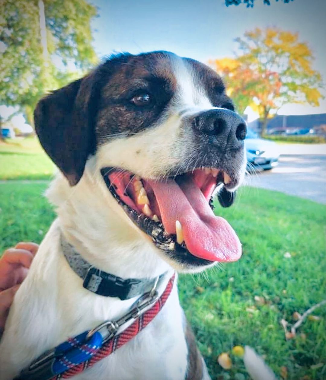Thunderball is a 2–year-old St. Bernard mix with an underbite that will make you weak in the knees 🥰. He is a sweet, playful, cuddly boy who is waiting for someone to give him a chance at the happy life we keep promising him. He’s about 60 pounds of cuddles and love. We’re looking for an experienced, adult-only home for this guy as he will need continued training and structure (don’t we all? 😋). Apply today at jrspupsnstuff.org DS 270089 
<a target='_blank' href='https://www.instagram.com/explore/tags/jrsdogsofinstagram/'>#jrsdogsofinstagram</a> <a target='_blank' href='https://www.instagram.com/explore/tags/jrspupsnstuff/'>#jrspupsnstuff</a> <a target='_blank' href='https://www.instagram.com/explore/tags/rescuedogsofinstagram/'>#rescuedogsofinstagram</a> <a target='_blank' href='https://www.instagram.com/explore/tags/jrspups/'>#jrspups</a> <a target='_blank' href='https://www.instagram.com/explore/tags/rescuedog/'>#rescuedog</a> <a target='_blank' href='https://www.instagram.com/explore/tags/rescue/'>#rescue</a> <a target='_blank' href='https://www.instagram.com/explore/tags/foster/'>#foster</a> <a target='_blank' href='https://www.instagram.com/explore/tags/adopt/'>#adopt</a> <a target='_blank' href='https://www.instagram.com/explore/tags/fosteringsaveslives/'>#fosteringsaveslives</a> <a target='_blank' href='https://www.instagram.com/explore/tags/fosterdog/'>#fosterdog</a> <a target='_blank' href='https://www.instagram.com/explore/tags/adoptdontshop/'>#adoptdontshop</a>