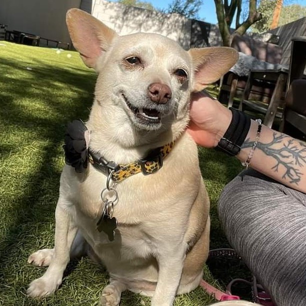 Ruby.. . yes Ruby was thankful for all the volunteers that came and walked her friends yesterday and today.  While she doesn't like to go for a walk with many volunteers, she sure loves to sun herself in the play yard. 

If you're looking for volunteer opportunities, fill out a volunteer application on our website and get signed up for one of our monthly volunteer orientations. 

<a target='_blank' href='https://www.instagram.com/explore/tags/volunteersmakeadifference/'>#volunteersmakeadifference</a> <a target='_blank' href='https://www.instagram.com/explore/tags/becomeavolunteer/'>#becomeavolunteer</a> <a target='_blank' href='https://www.instagram.com/explore/tags/ruby/'>#ruby</a> <a target='_blank' href='https://www.instagram.com/explore/tags/volunteeringisrewarding/'>#volunteeringisrewarding</a> <a target='_blank' href='https://www.instagram.com/explore/tags/volunteering/'>#volunteering</a> <a target='_blank' href='https://www.instagram.com/explore/tags/seniordogrescue/'>#seniordogrescue</a>