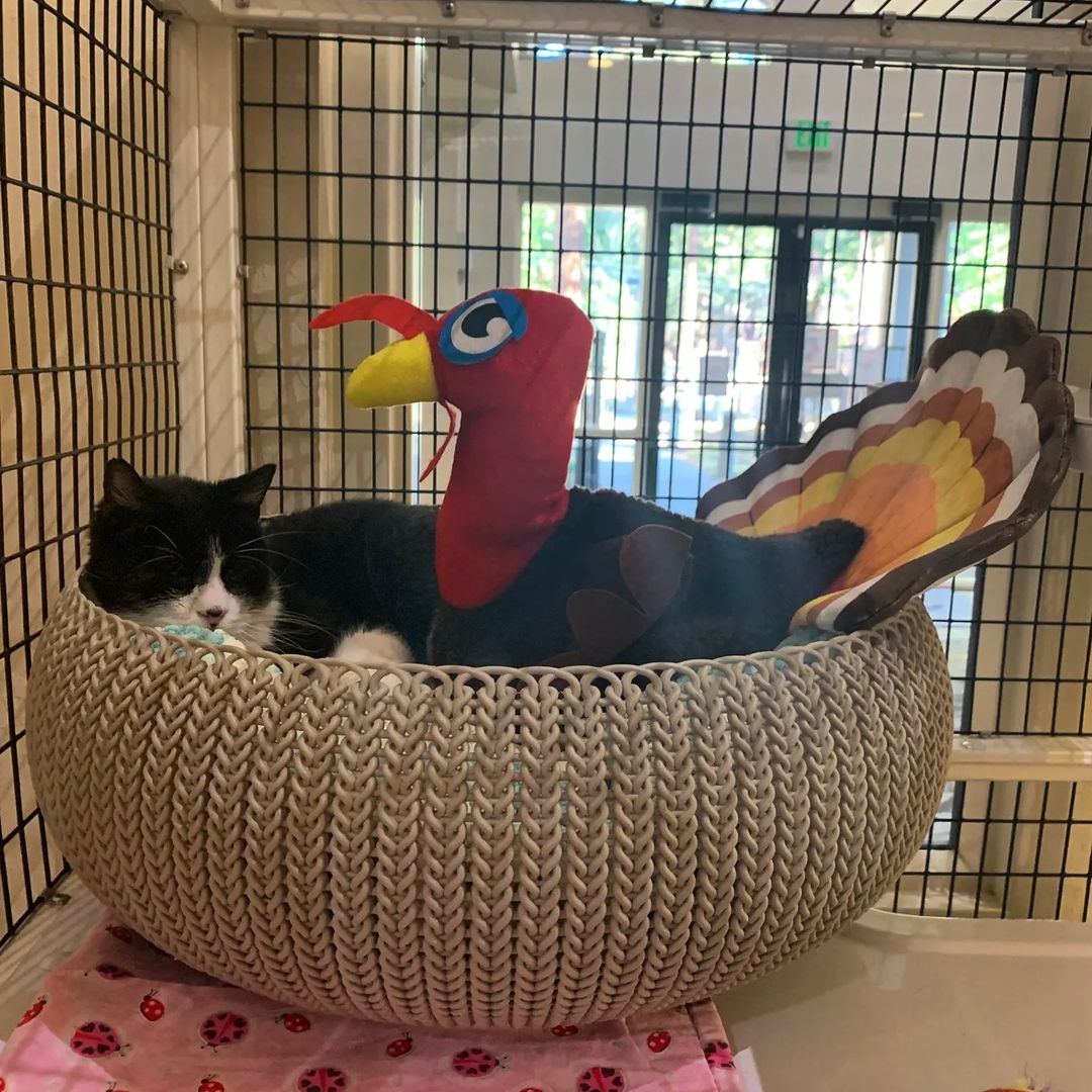 Our staff is busy making sure everyone gets in on the Thanksgiving spirit, and Googles the lobby cat is no exception 🦃🥧

Turkey buddy aside, this golden gal would much rather be snuggled up with her fur-ever person this Holiday season ❤️ 

Help us out by sharing Googles this weekend and helping her find a home in time for Christmas! 🎄

<a target='_blank' href='https://www.instagram.com/explore/tags/thanksgiving/'>#thanksgiving</a> <a target='_blank' href='https://www.instagram.com/explore/tags/adoptable/'>#adoptable</a> <a target='_blank' href='https://www.instagram.com/explore/tags/seniorpetmonth/'>#seniorpetmonth</a> <a target='_blank' href='https://www.instagram.com/explore/tags/googlesthelobbycat/'>#googlesthelobbycat</a>