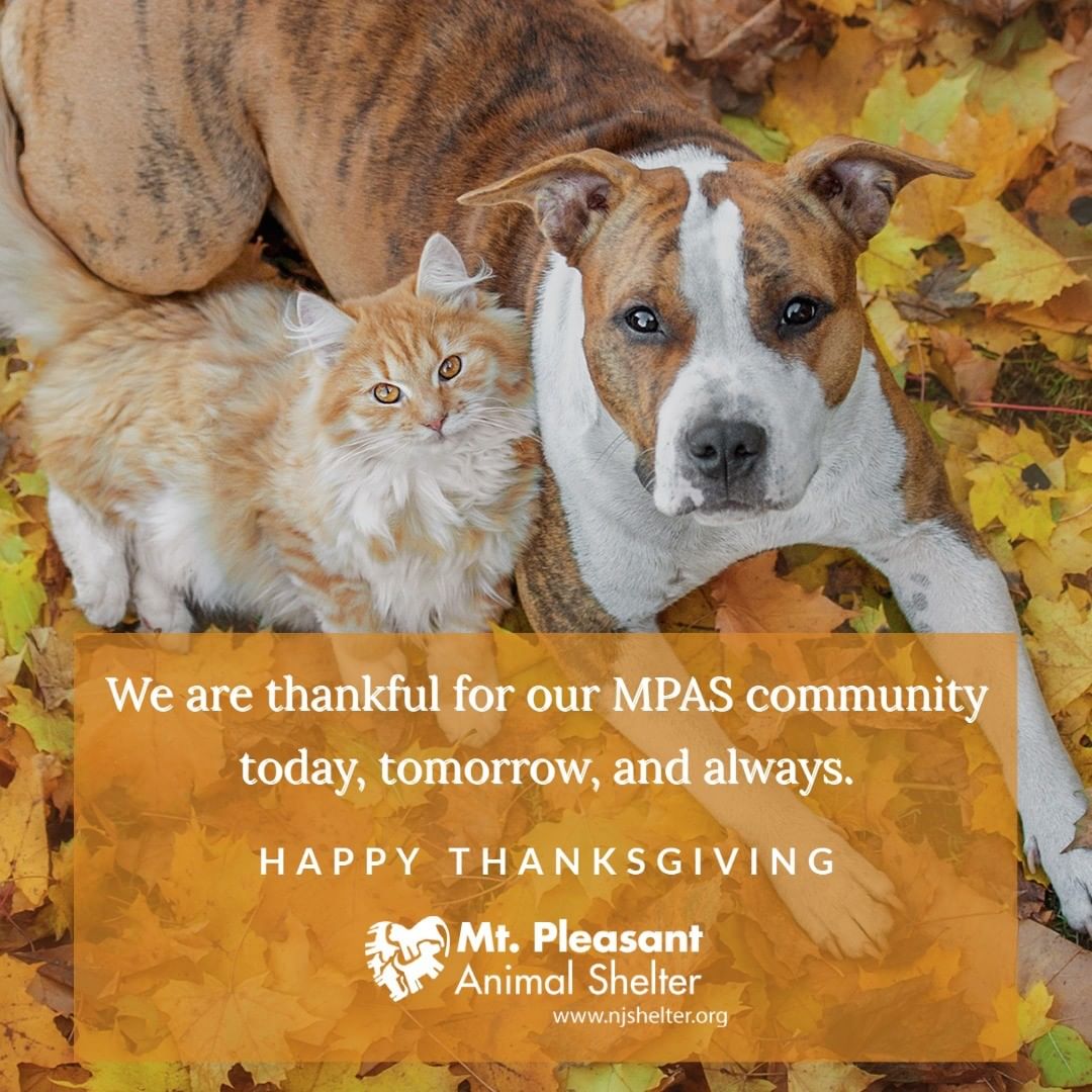 Thanksgiving is a time of togetherness and gratitude. We give thanks for the amazing community that supports the shelter in so many ways. Without you, we wouldn't be able to do what we do best - save lives. Wishing everyone a very happy Thanksgiving. 

<a target='_blank' href='https://www.instagram.com/explore/tags/adoptdontshop/'>#adoptdontshop</a> <a target='_blank' href='https://www.instagram.com/explore/tags/volunteer/'>#volunteer</a> <a target='_blank' href='https://www.instagram.com/explore/tags/animalrescue/'>#animalrescue</a> <a target='_blank' href='https://www.instagram.com/explore/tags/animalshelter/'>#animalshelter</a> <a target='_blank' href='https://www.instagram.com/explore/tags/ilovedogs/'>#ilovedogs</a> <a target='_blank' href='https://www.instagram.com/explore/tags/ilovecats/'>#ilovecats</a> <a target='_blank' href='https://www.instagram.com/explore/tags/happythanksgiving/'>#happythanksgiving</a> <a target='_blank' href='https://www.instagram.com/explore/tags/shelterpets/'>#shelterpets</a> <a target='_blank' href='https://www.instagram.com/explore/tags/fosterpets/'>#fosterpets</a> <a target='_blank' href='https://www.instagram.com/explore/tags/kittens/'>#kittens</a> <a target='_blank' href='https://www.instagram.com/explore/tags/puppies/'>#puppies</a> <a target='_blank' href='https://www.instagram.com/explore/tags/dogs/'>#dogs</a> <a target='_blank' href='https://www.instagram.com/explore/tags/cats/'>#cats</a>