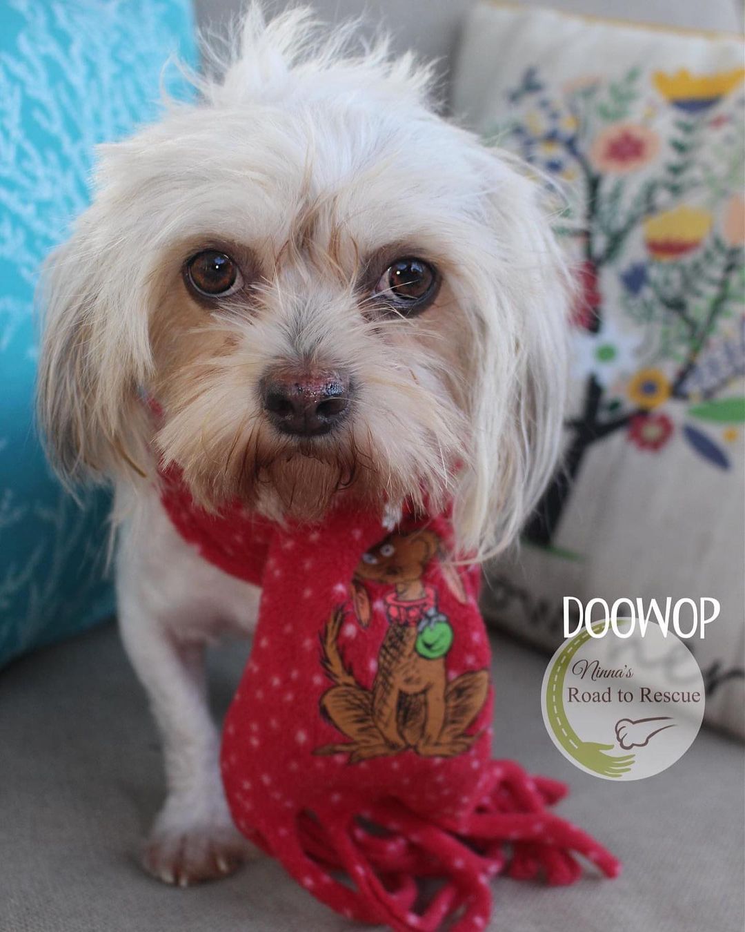 Doowop (female)
Intake date:  11/15/2021 
Yorkie/Poodle mix
Approx 1 year old
9.14 pounds
Adoption fee: $200, which includes vetting, microchip and microchip enrollment fee 

Good with other dogs:  yes
Cats:  yes

Vetting:  altered (spayed/neutered), UTD on shots, heartworm negative, fecal negative, body shave-down at vet and in-house groom to clean up face, on monthly flea/tick and heartworm prevention, microchipped

Health issues:  none found

Temperament:  very sweet and bonds quickly;  dominant personality

Energy level:  low-medium

Groom needs:  High;  requires regular professional grooming, along with intermittent brushing to avoid matting (NOTE:  Grooming is a challenge.  She came to us heavily matted as if she’s never seen sheers or scissors in her life.  She would scream – REALLY SCREAM – when handled to be groomed so we let our vet shave down her body.  We worked on her face and ears and around her eyes at the rescue.  Again, she would scream SO we decided to put her in the tub and sort of throw her off guard and IT WORKED!  We wet her face and had the shower nozzle going the whole time on her neck as we worked on her face to rid her of the matting.  Having said that, she’ll need an adopter who has a patient groomer to help her with this.  We recommend giving her a mild tranquilizer prior to grooming.  You can get that from your vet or have her groomed at a vet clinic.  We believe over time she will get used to being groomed and it won’t be such a challenge.  It’s just a matter of getting her comfortable to it.)

Biography:  Doowop came to us from Bossier City Animal Control.  Doowop was given to a relative who, from what we gathered, put her in the back yard.  We're not sure how long she lived like that but based upon her age and her condition, we believe it was most of her life and we believe she’d never had a groom.  When she first came to us she was very jumpy and would scream when handled or approached.  She’s overcome that as you can see in her video.  Just like with us, she will take some time to get accustomed to her new home.