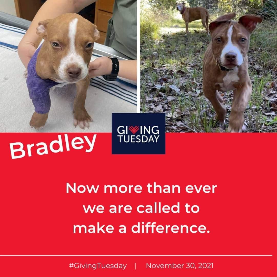 HAPPY THANKSGIVING! Today we bring you an update on Bradley, the little 10 week old puppy that was found shot in the leg in October. His bone was shattered and the fragments were  in the tissue.  He was brought to the vet and his leg was splinted temporarily. Thankfully, the bone that was broken by the bullet is a non weight bearing bone and should heal with no further intervention. His foster mom could not bear to part with him, so she has decided to adopt him! 

You are a crucial part of this crazy world we call rescue and we couldn’t continue without you ❤️. May you all be as happy as seeing that Thanksgiving dinner as Bradley is for being saved. Have a great holiday filled with family and love. And don't forget that Giving Tuesday is coming up next week!

GivingTuesday is a global generosity movement, unleashing the power of radical generosity to transform communities and the world. <a target='_blank' href='https://www.instagram.com/explore/tags/GivingTuesday/'>#GivingTuesday</a>
